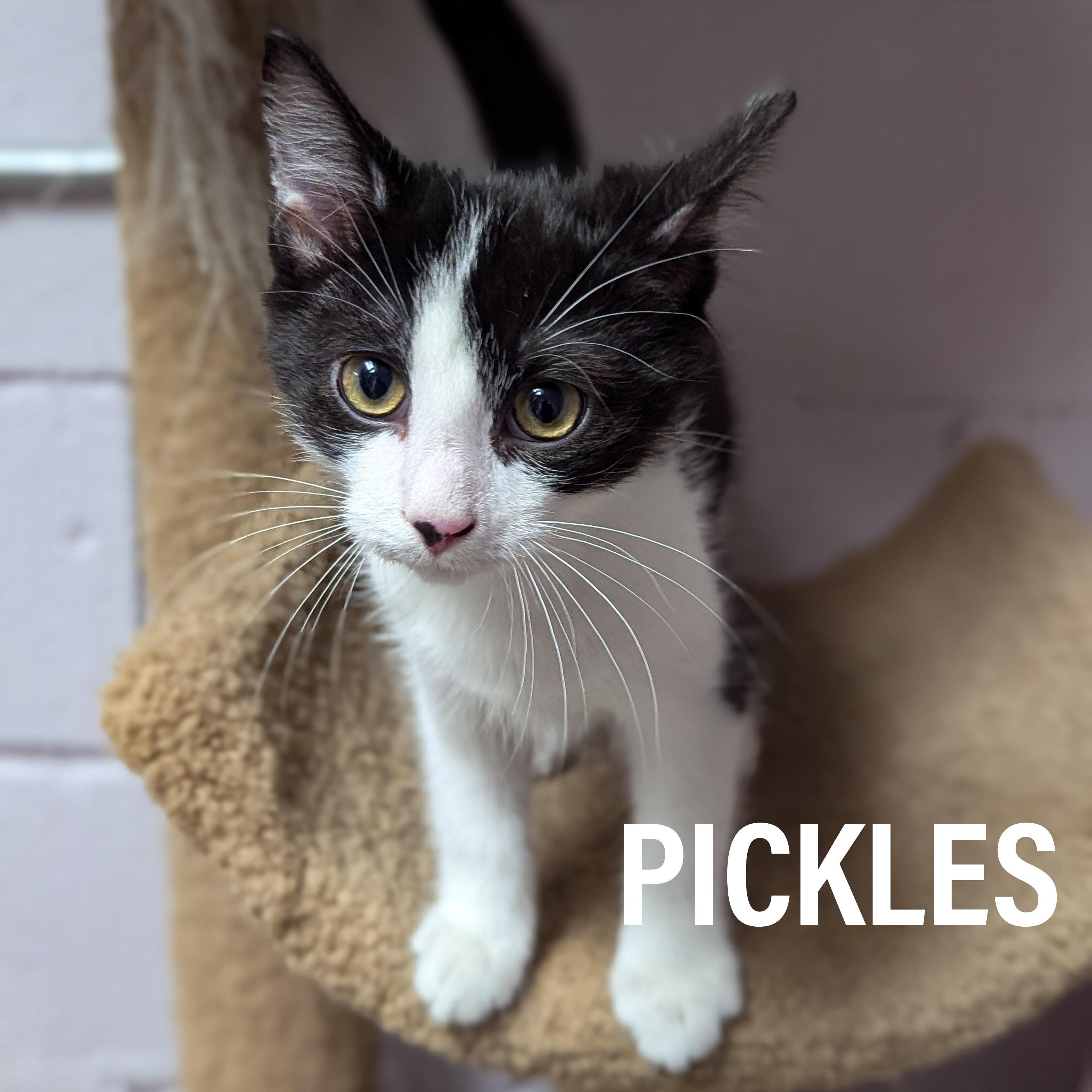KITTENS - Male & Female, Adoptable, Kitten Male Domestic Short Hair & Domestic Medium Hair.