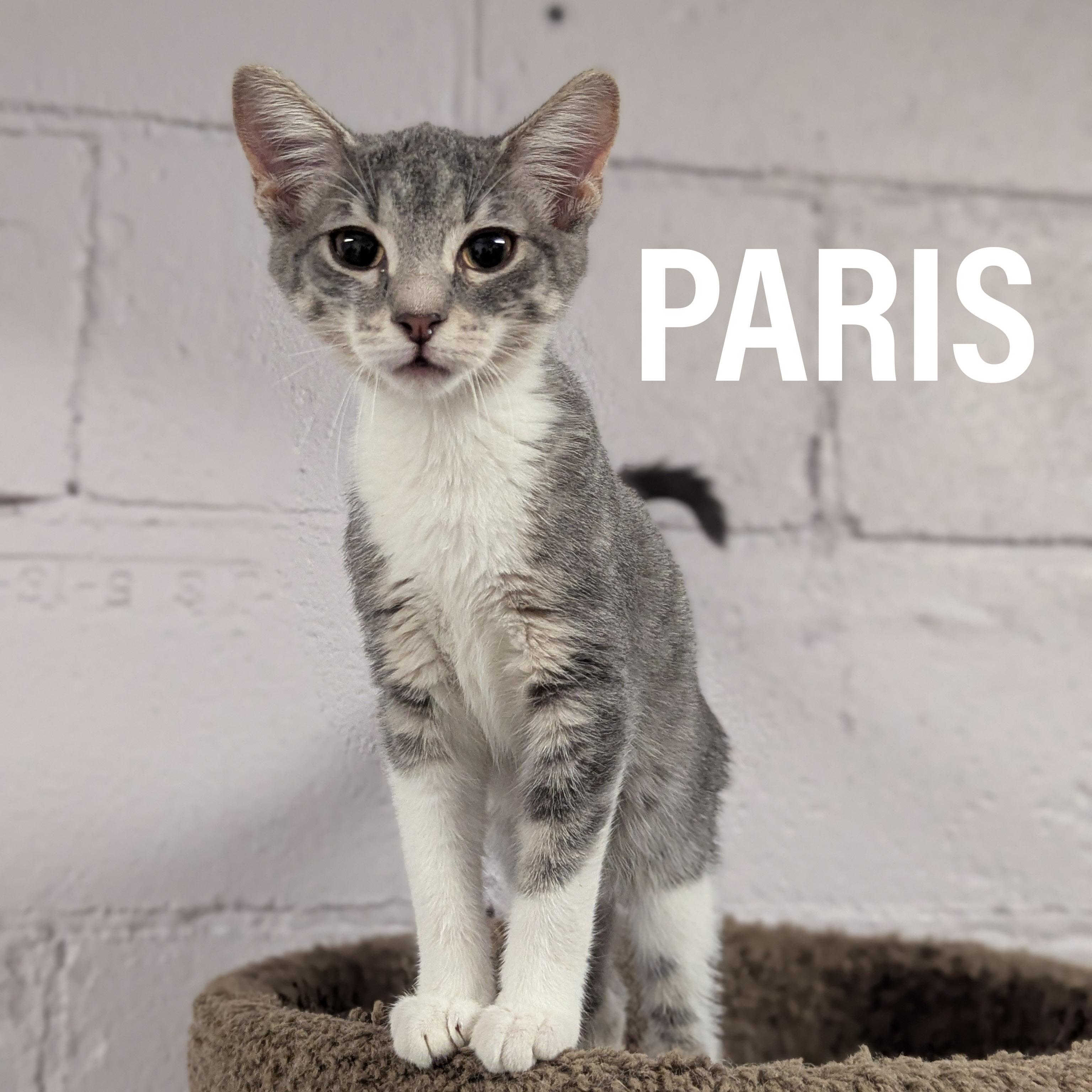 KITTENS - Male & Female, Adoptable, Kitten Male Domestic Short Hair & Tabby.