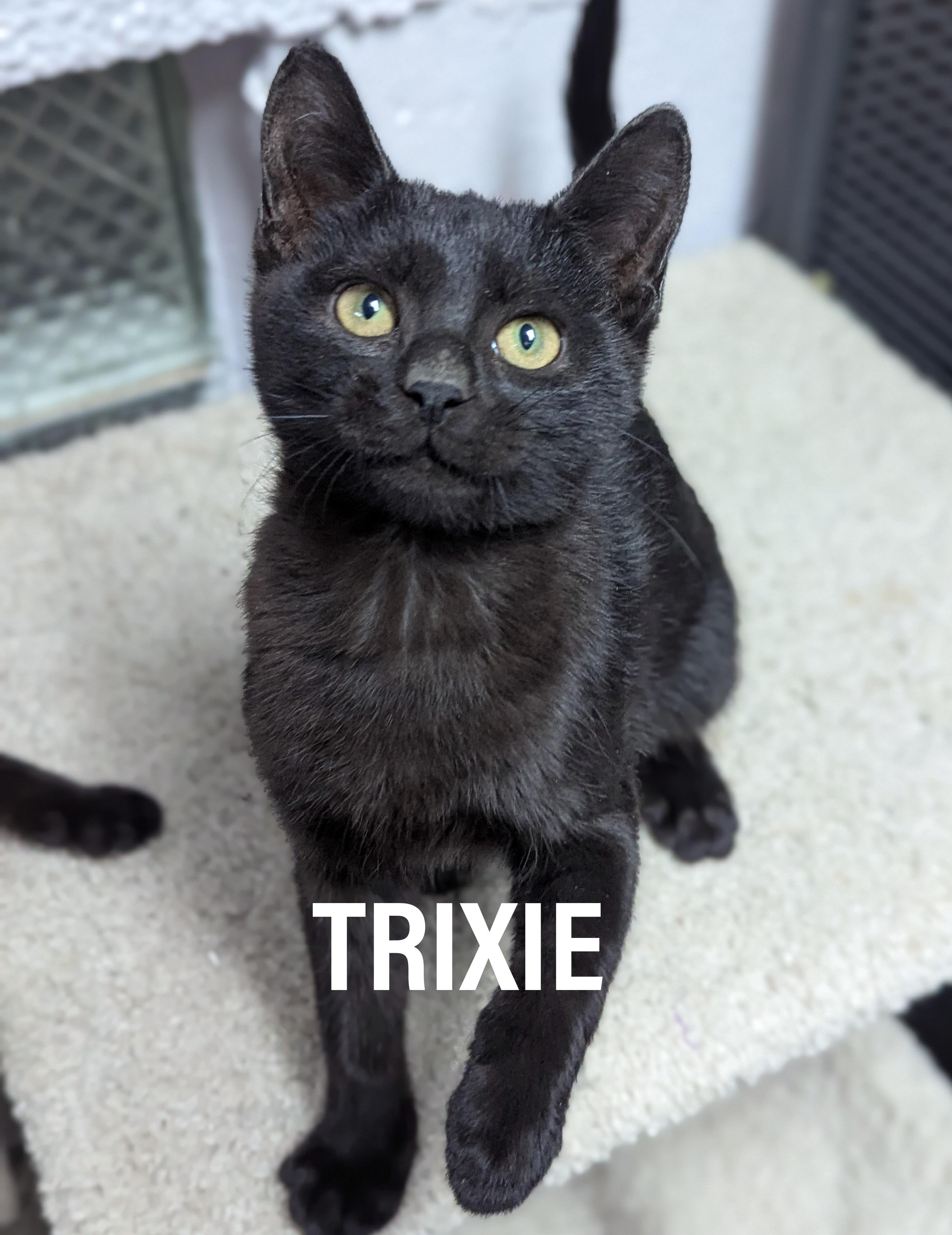 Enlarge KITTENS - Male & Female, a Adoptable mixed breed in Griffith, IN image 3/3