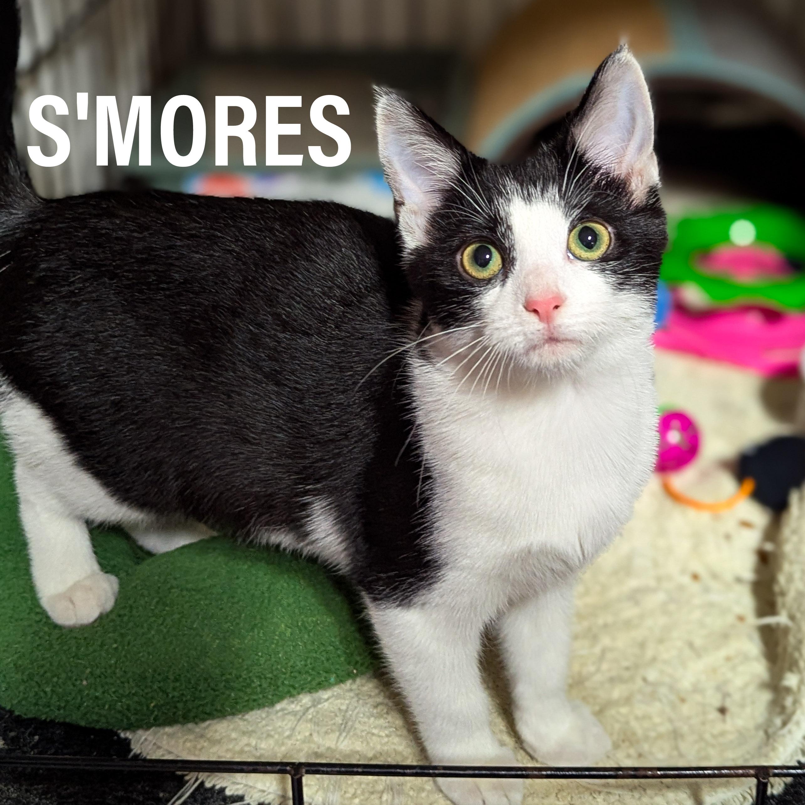 KITTENS - Male & Female, a Adoptable mixed breed in Griffith, IN image 3/3