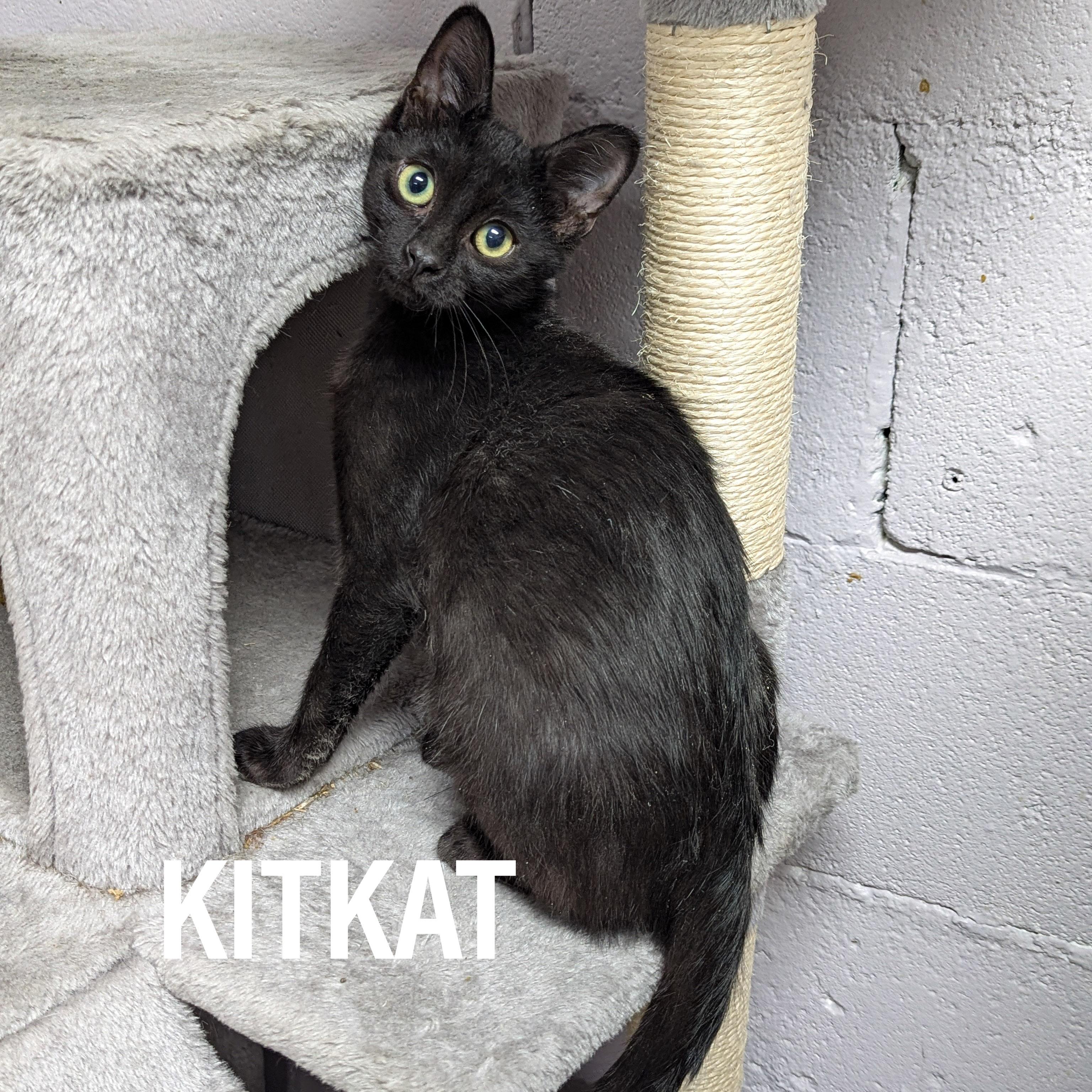 Enlarge KITTENS - Male & Female, a Adoptable mixed breed in Griffith, IN image 1/3