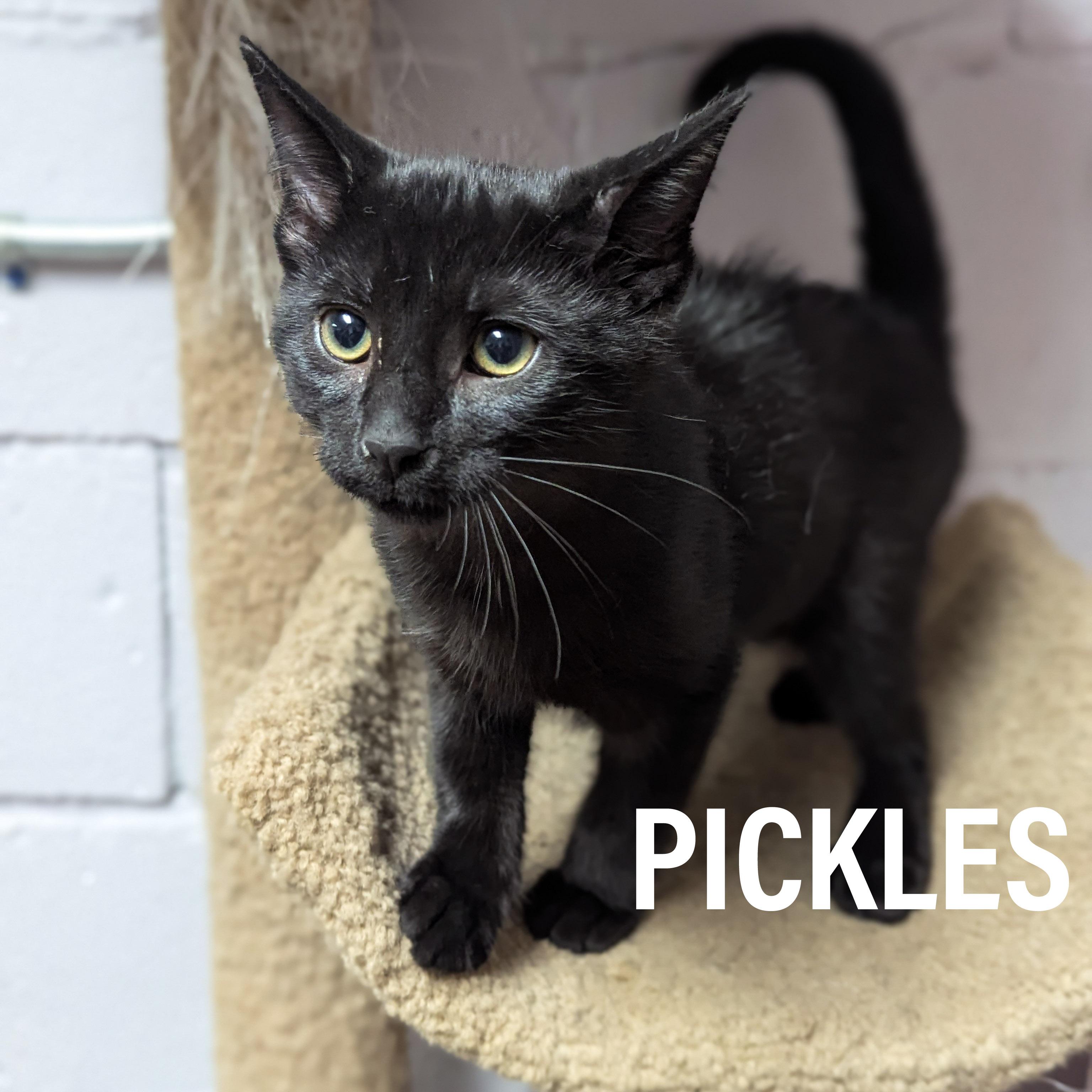 Enlarge KITTENS - Male & Female, a Adoptable mixed breed in Griffith, IN image 4/4