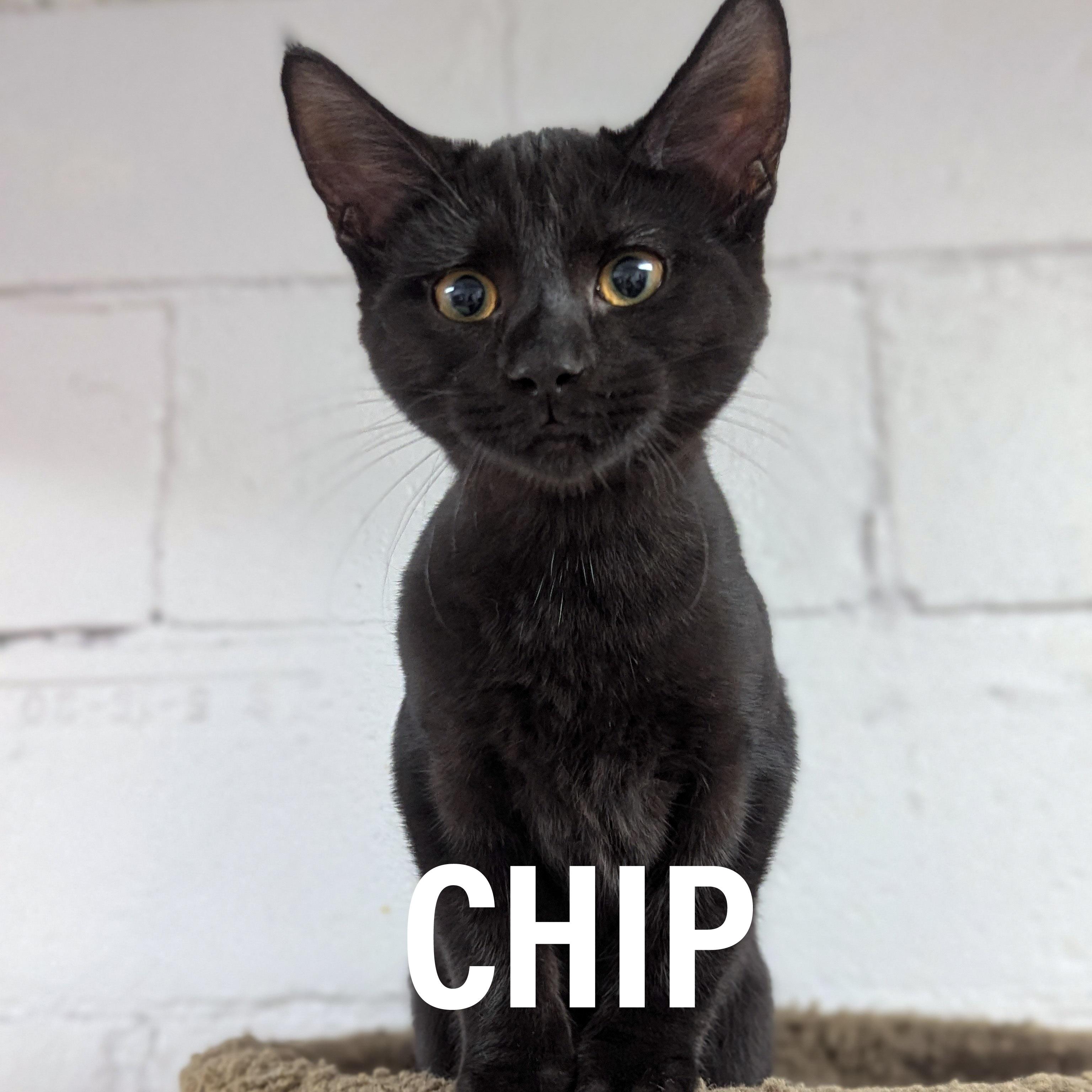 Enlarge KITTENS - Male & Female, a Adoptable mixed breed in Griffith, IN image 2/4