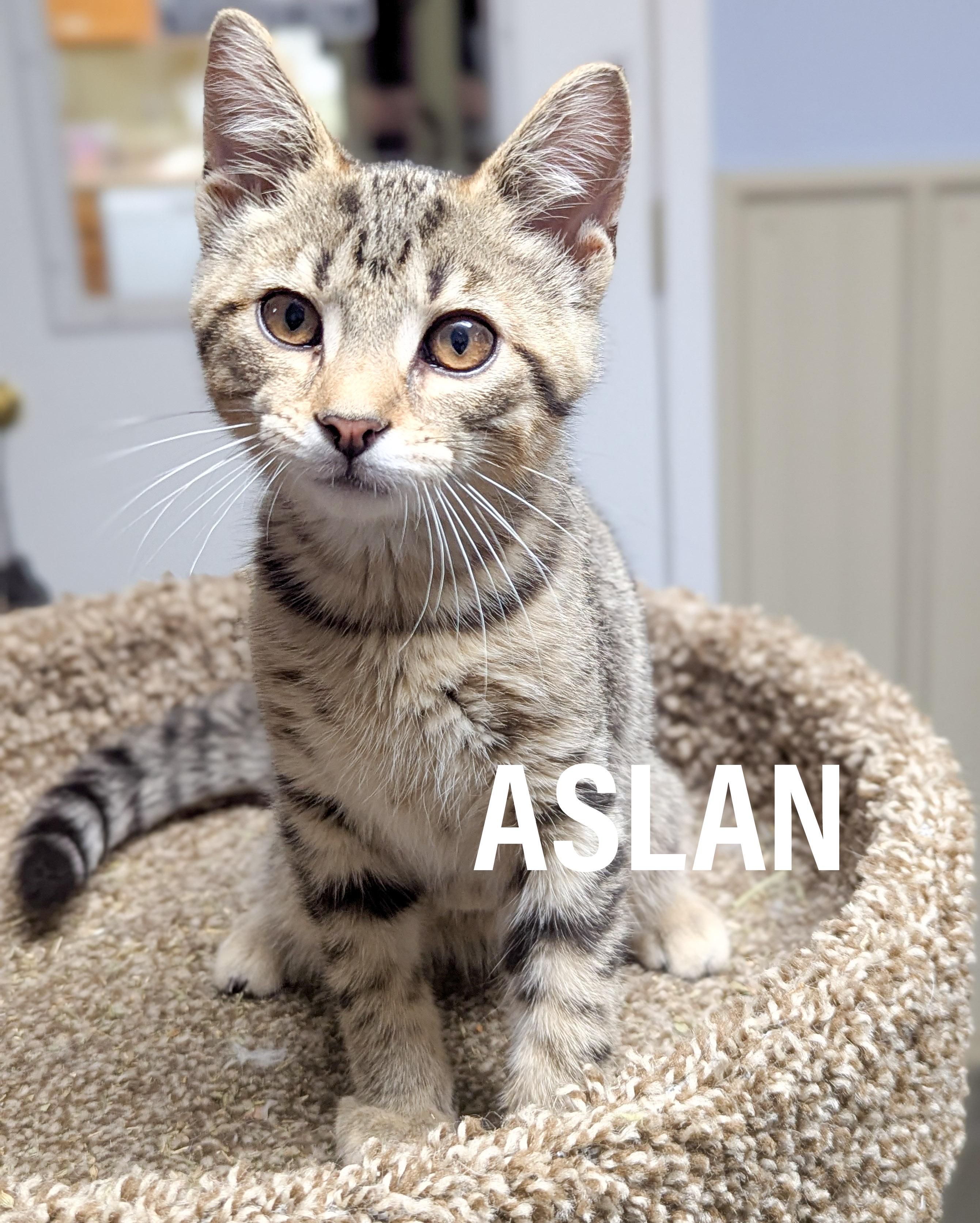 Enlarge KITTENS - Male & Female, a Adoptable mixed breed in Griffith, IN image 6/6