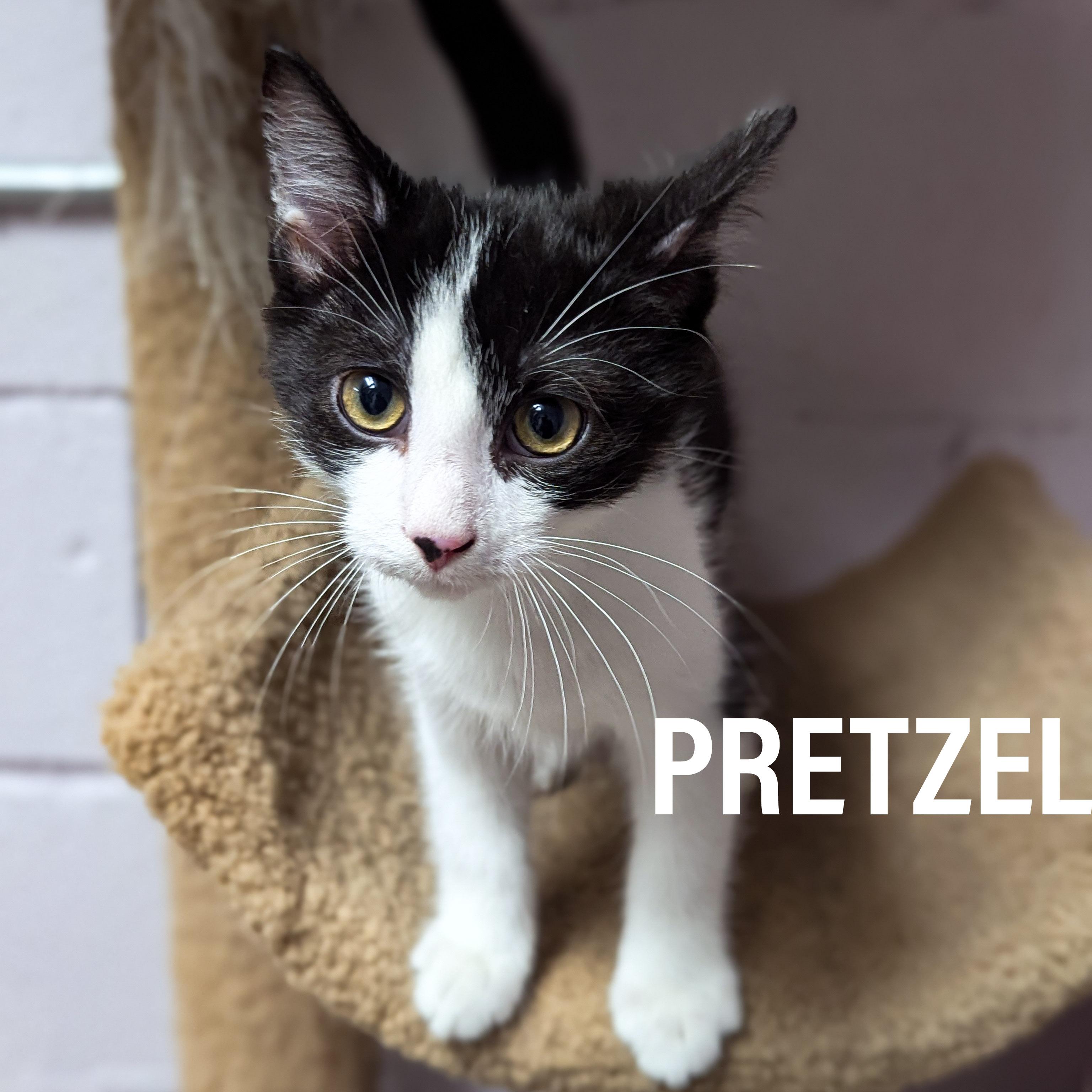 Enlarge KITTENS - Male & Female, a Adoptable mixed breed in Griffith, IN image 3/4