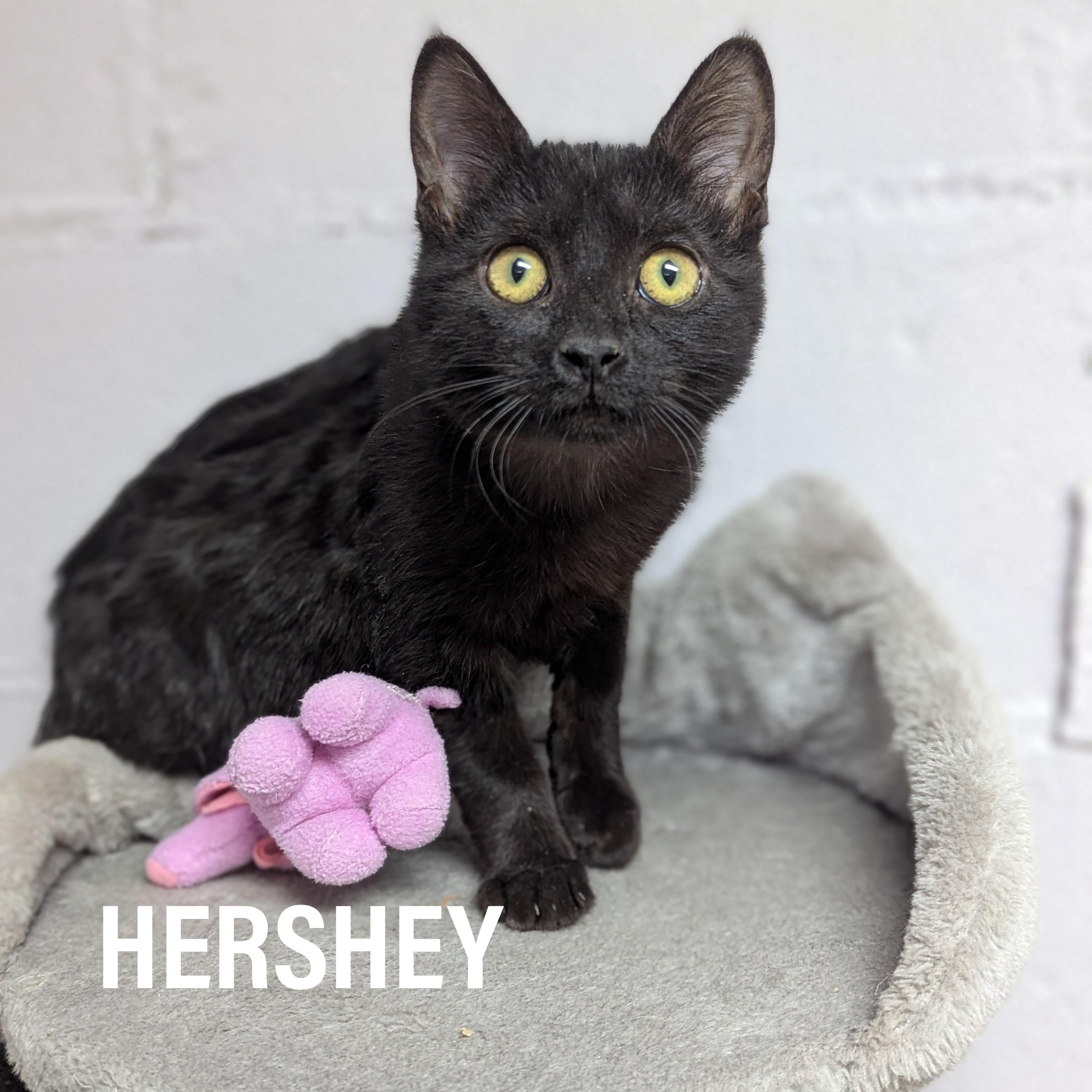 Enlarge KITTENS - Male & Female, a Adoptable mixed breed in Griffith, IN image 2/3