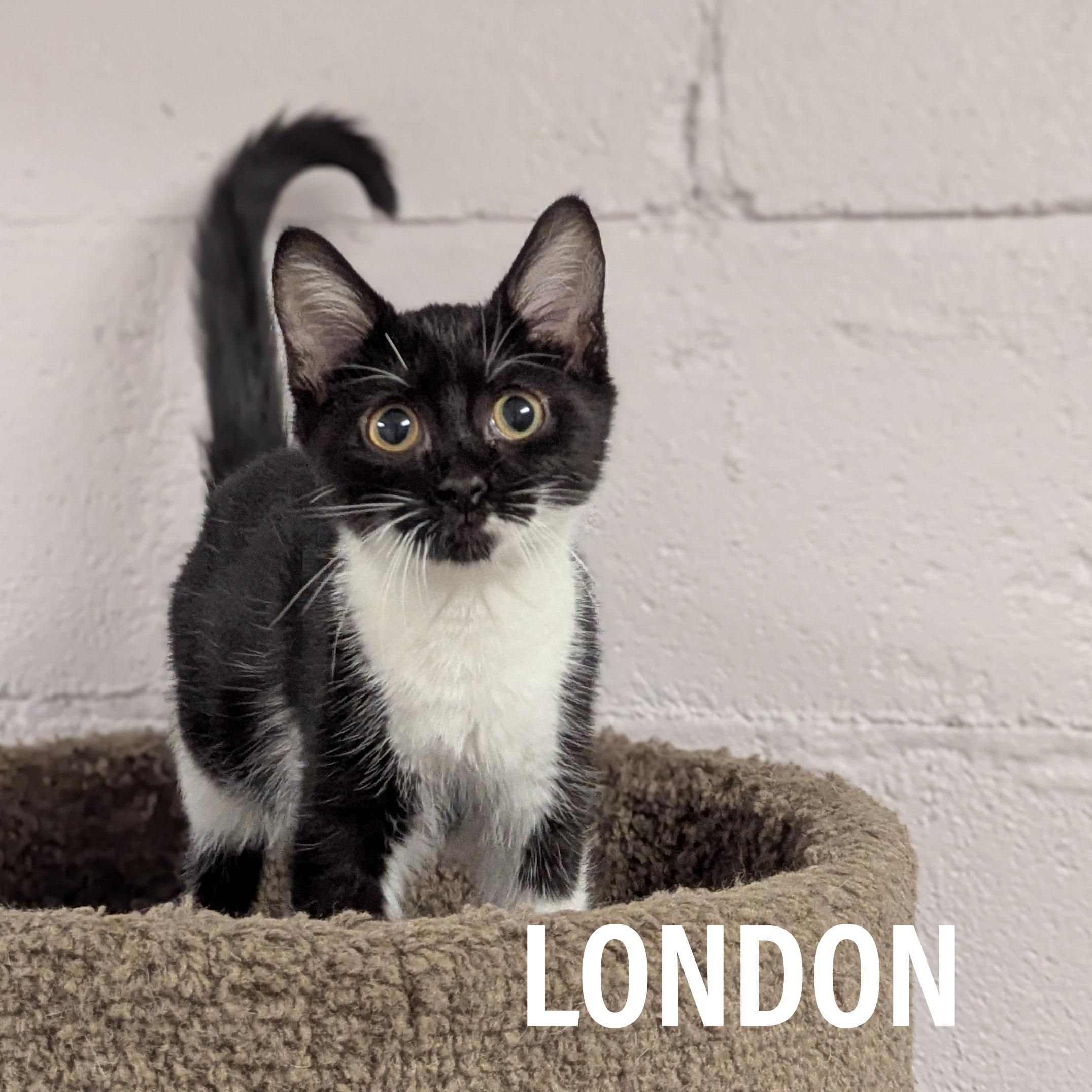 KITTENS - Male & Female, a Adoptable mixed breed in Griffith, IN image 2/3