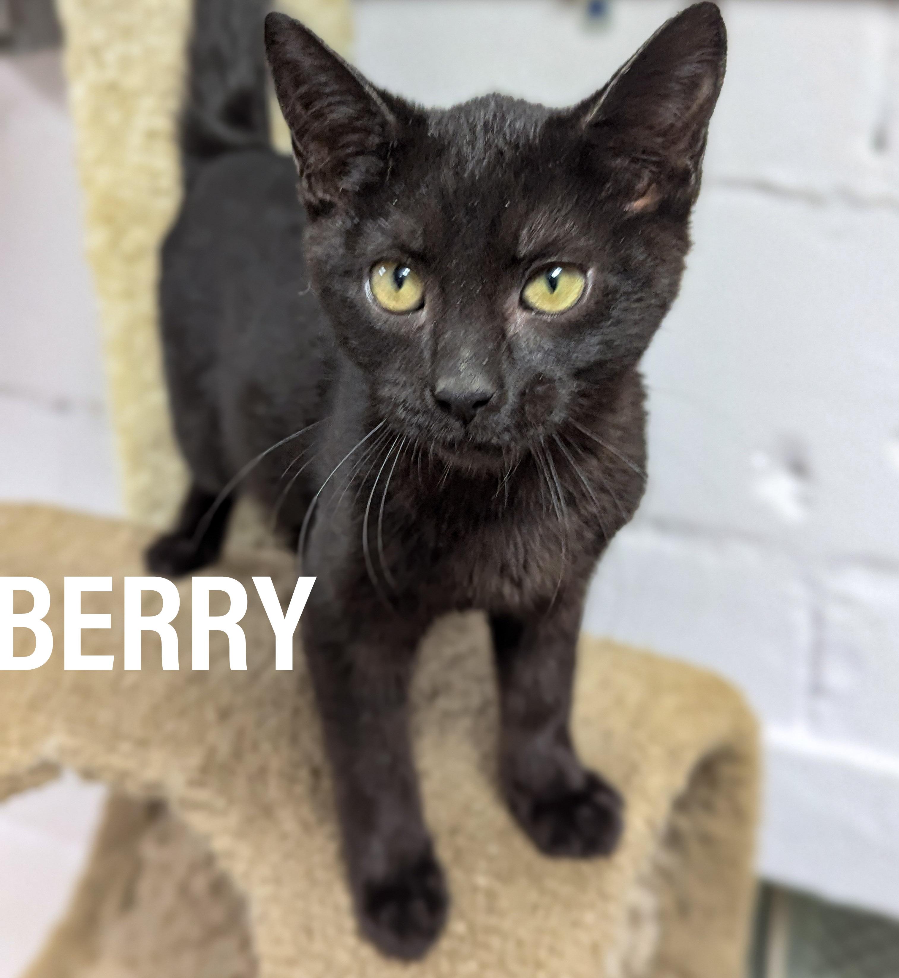 Enlarge KITTENS - Male & Female, a Adoptable mixed breed in Griffith, IN image 1/3