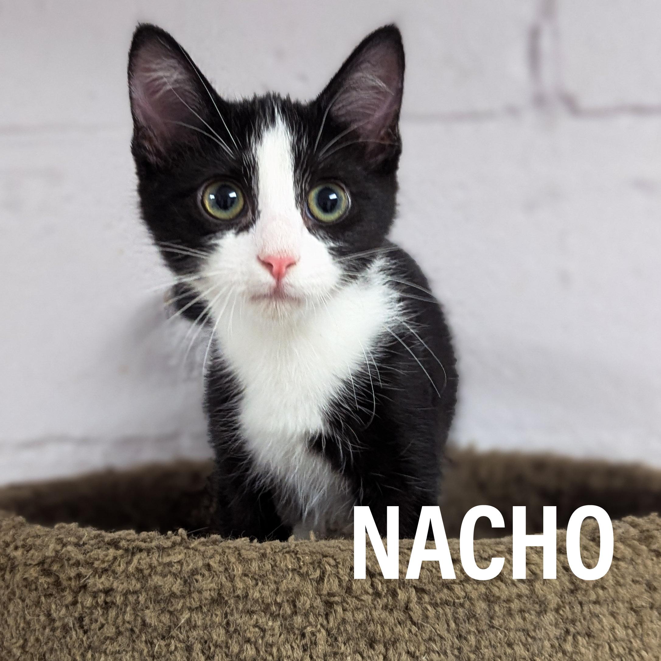 Enlarge KITTENS - Male & Female, a Adoptable mixed breed in Griffith, IN image 1/4