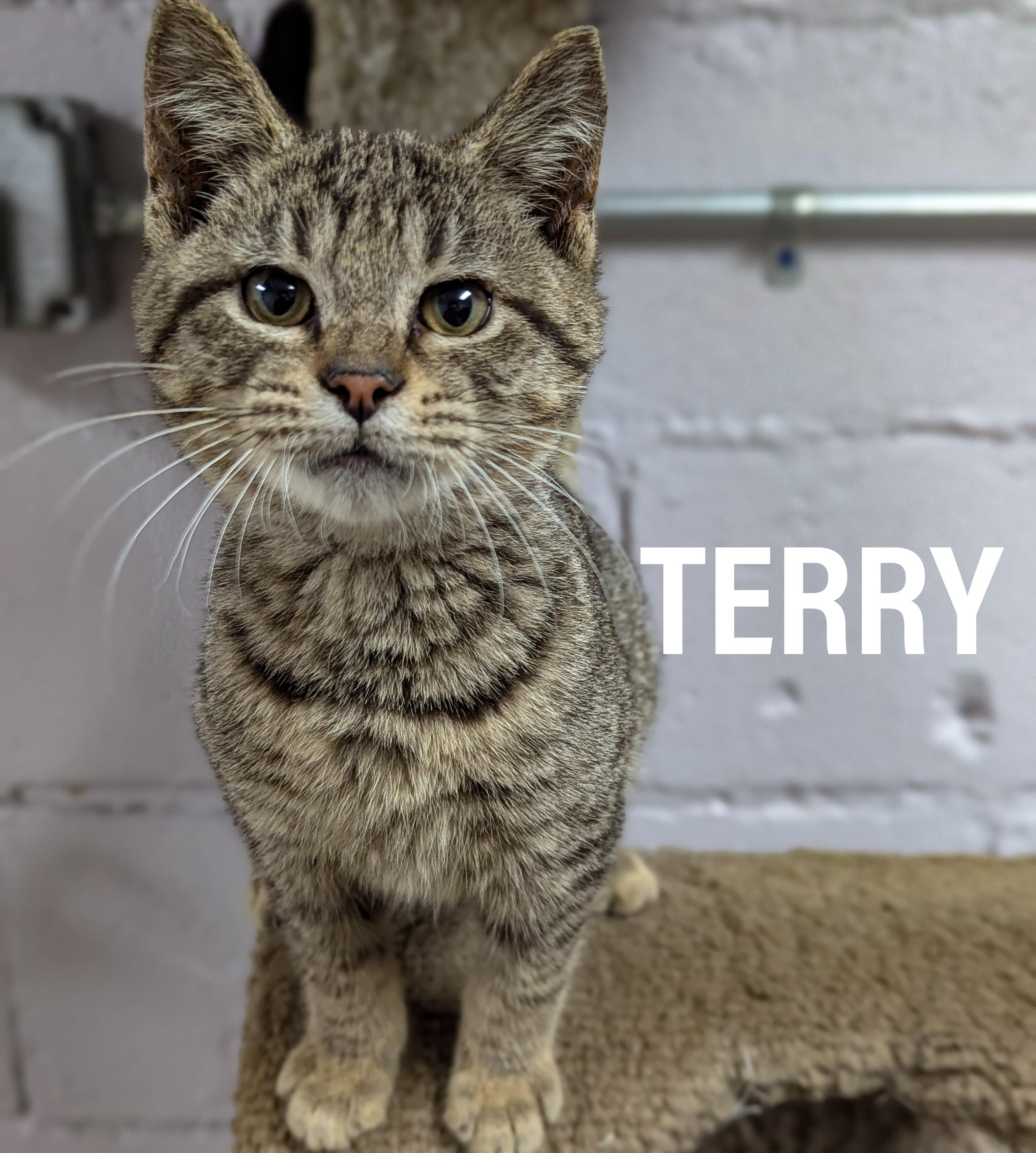 Enlarge KITTENS - Male & Female, a Adoptable mixed breed in Griffith, IN image 2/3