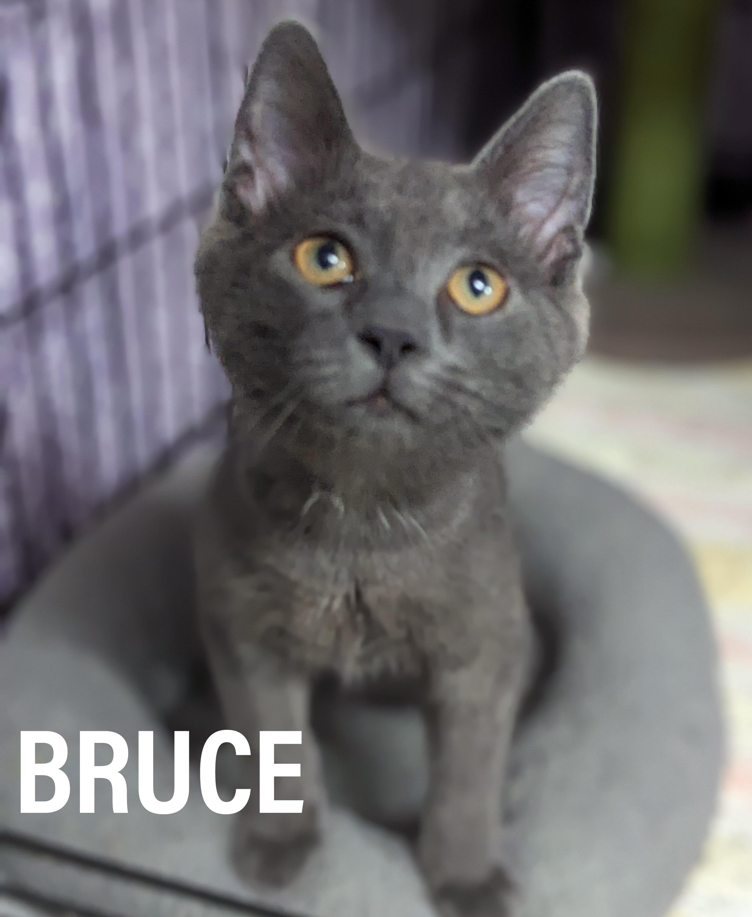 Enlarge KITTENS - Male & Female, a Adoptable mixed breed in Griffith, IN image 5/6