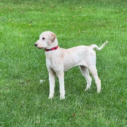 Enlarge Aspen - Home Visit in Process, a Adopted mixed breed in Hartland, WI image 5/6