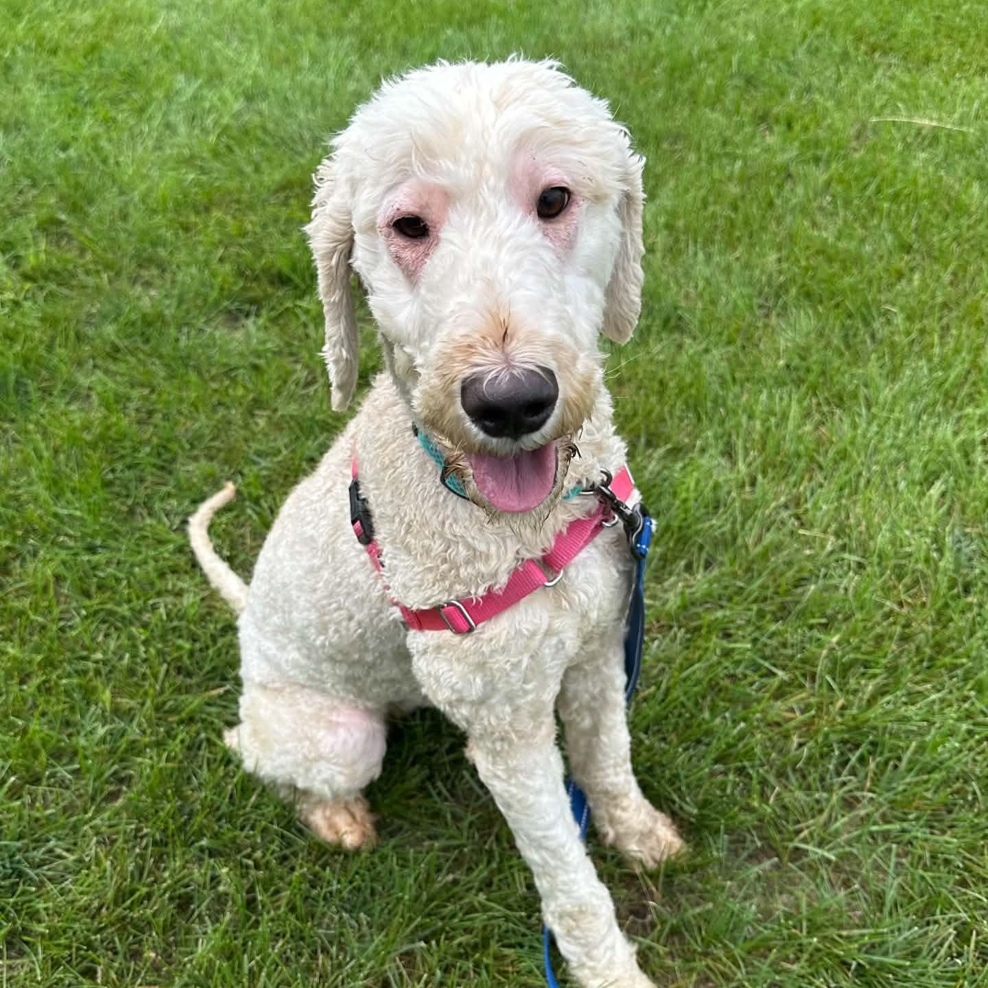 Enlarge Aspen - Home Visit in Process, a Adopted mixed breed in Hartland, WI image 4/6