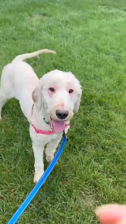 Enlarge Aspen - Home Visit in Process, a Adopted mixed breed in Hartland, WI video 6/6