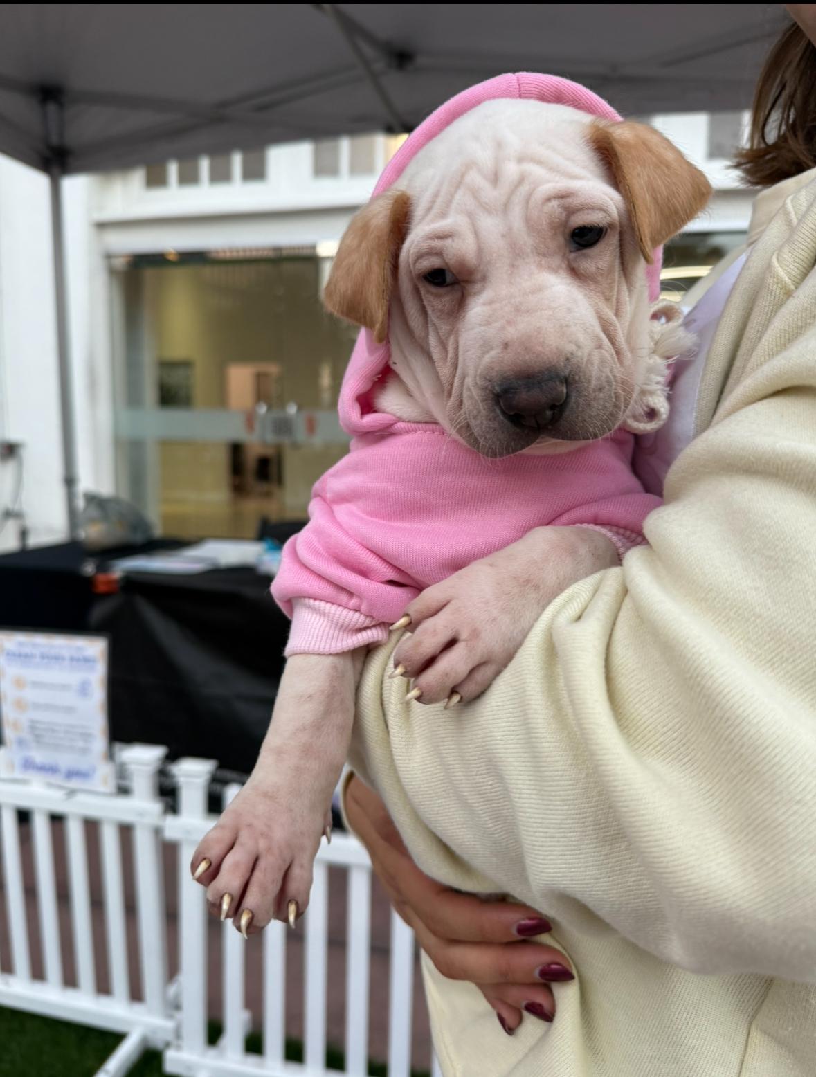 Enlarge Pocahontas, a Adoptable mixed breed in Pasadena, CA image 5/5