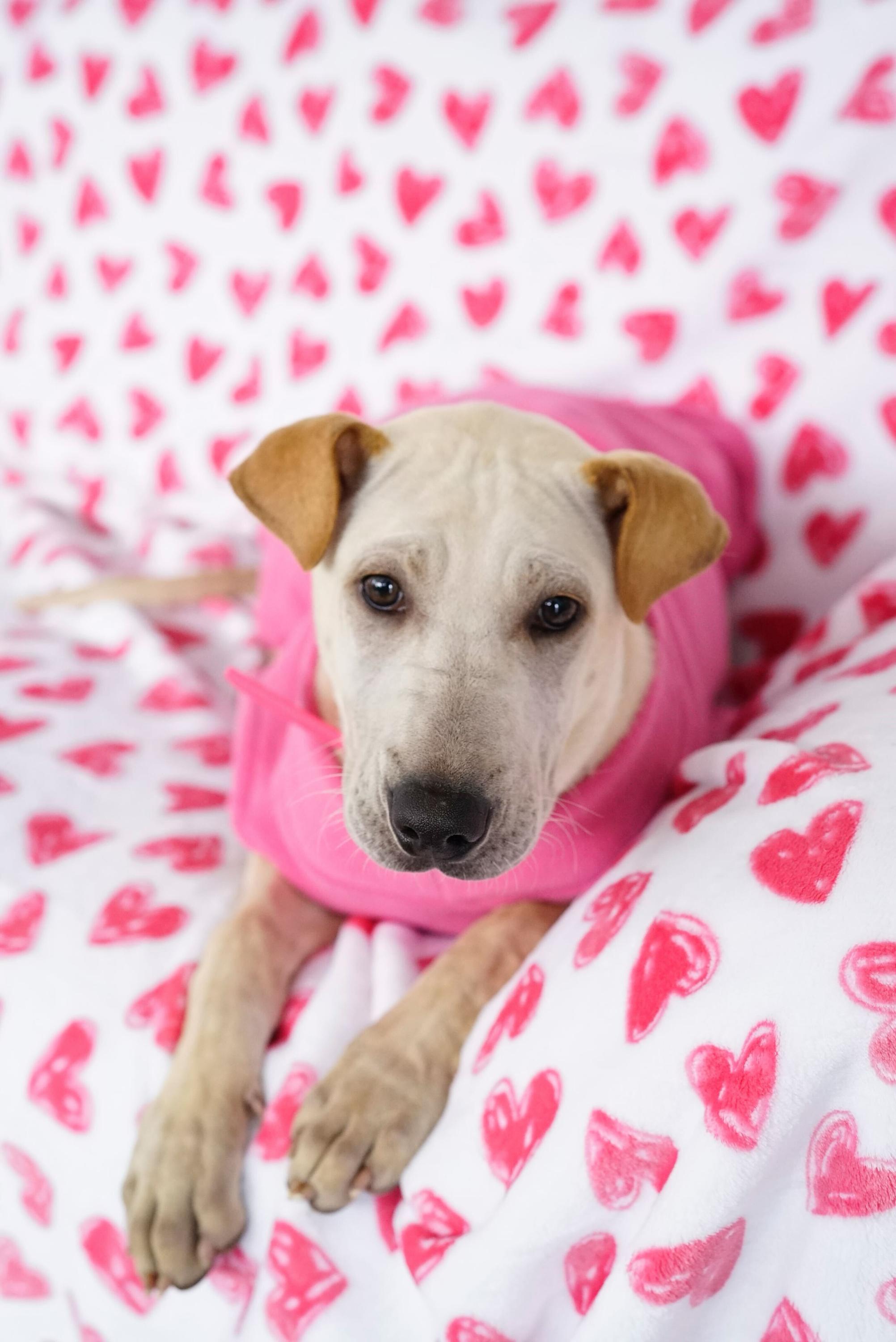 Enlarge Pocahontas, a Adoptable mixed breed in Pasadena, CA image 2/5