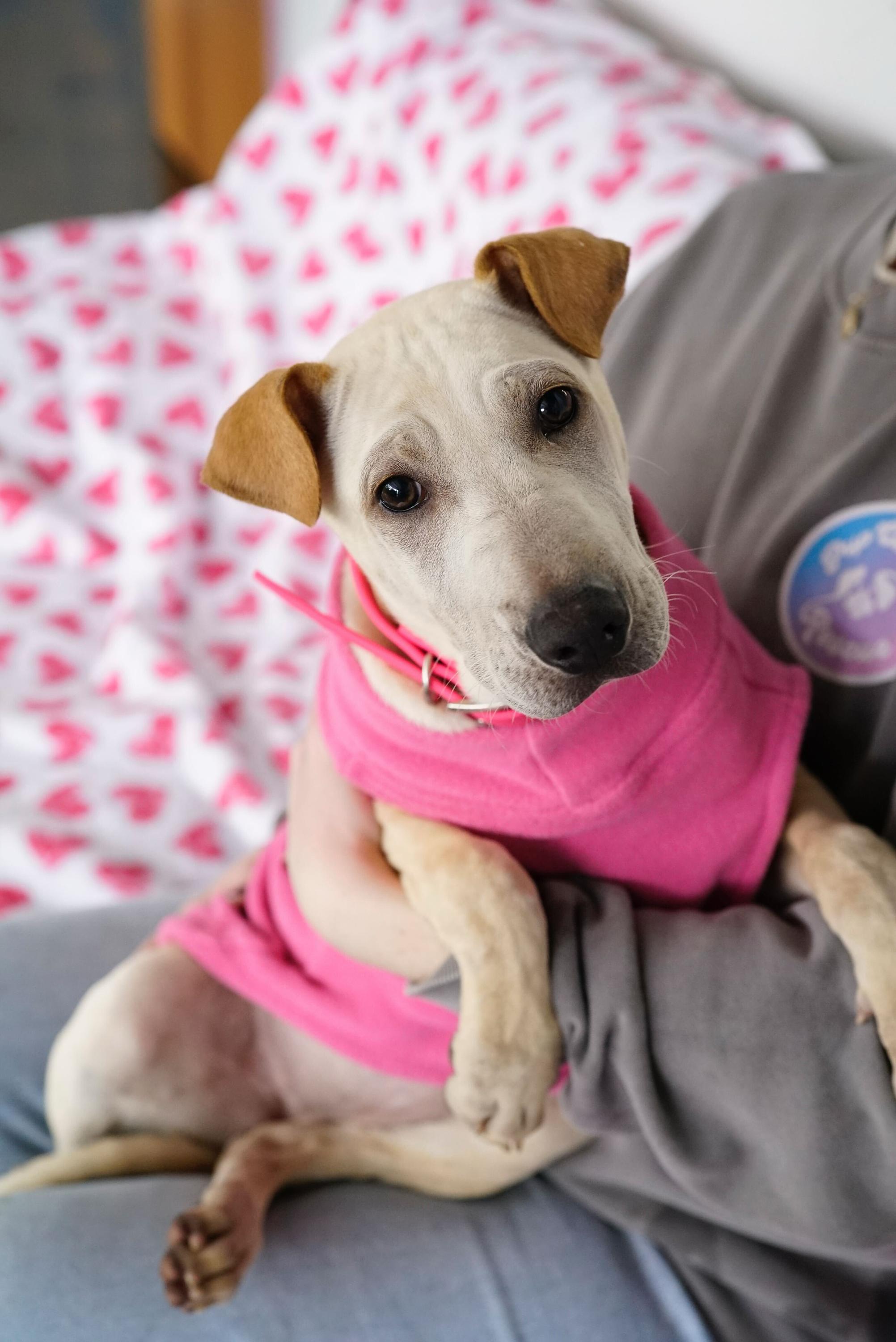 Enlarge Pocahontas, a Adoptable mixed breed in Pasadena, CA image 4/5