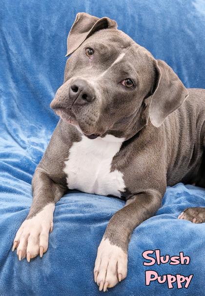 Enlarge Slush Puppy (in foster), a Adoptable mixed breed in Mason, MI image 1/1
