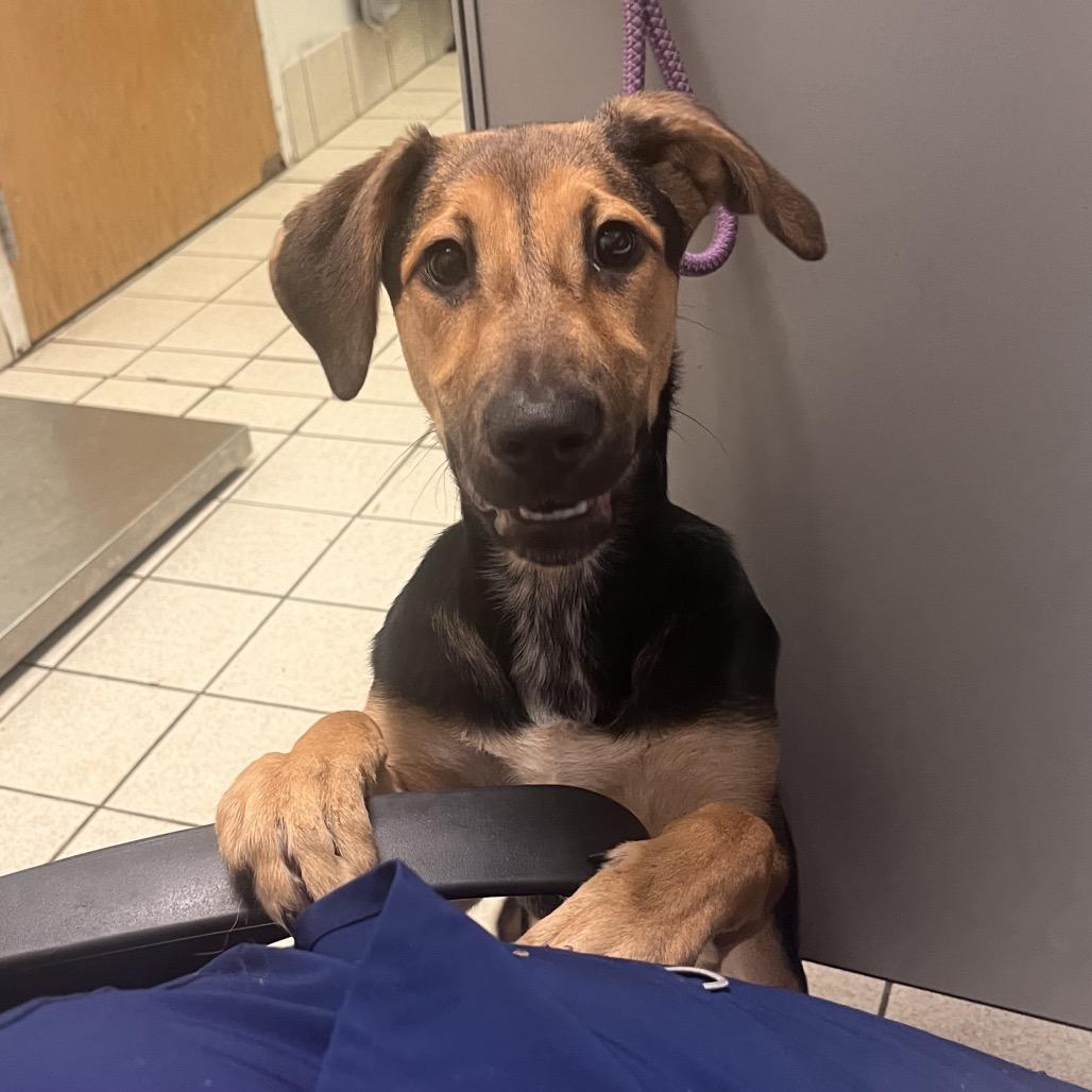 Oh Mary!, Adoptable, Young Female Mixed Breed.