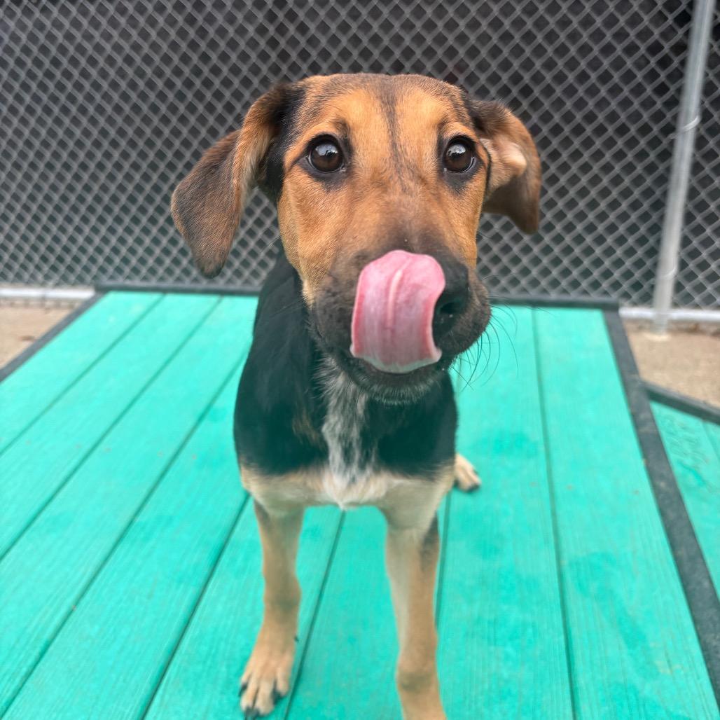 Enlarge Oh Mary!, a Adoptable Mixed Breed in Charleston, WV image 2/2