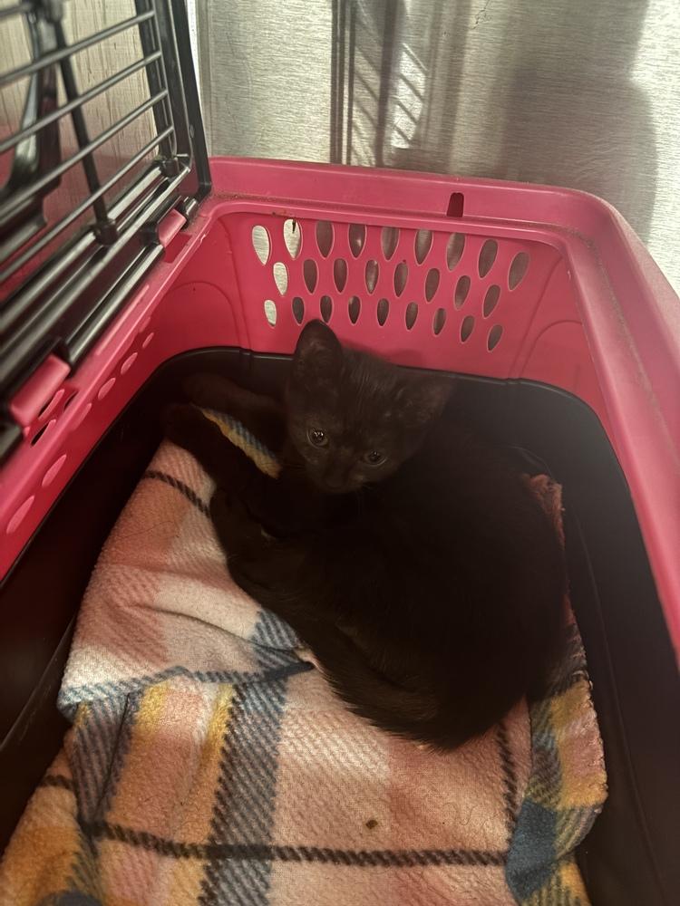 Dahlia, Adoptable, Kitten Female Domestic Medium Hair.