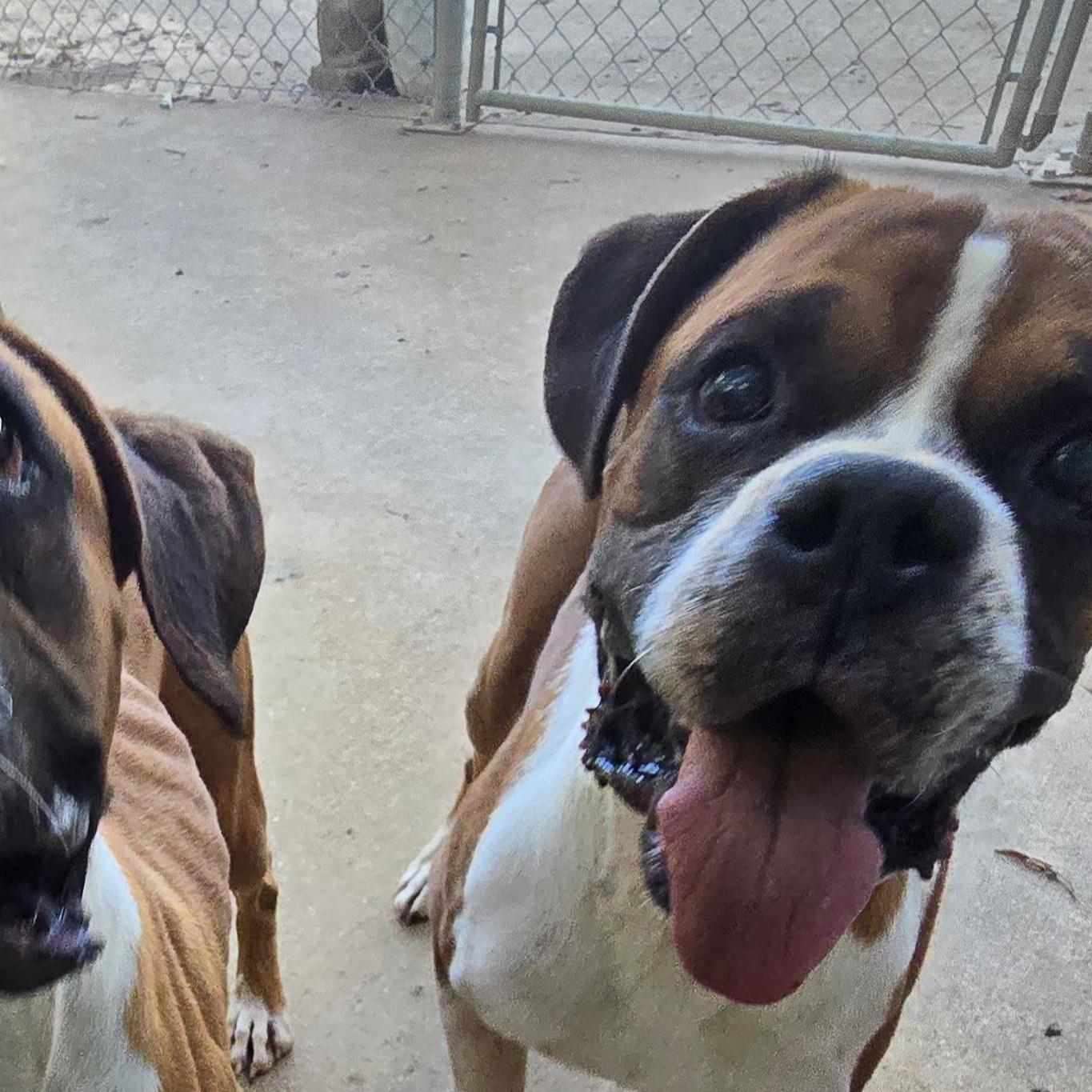 Enlarge Bruce - Foster Needed, a Adoptable Boxer in Middlesex, NJ image 5/5