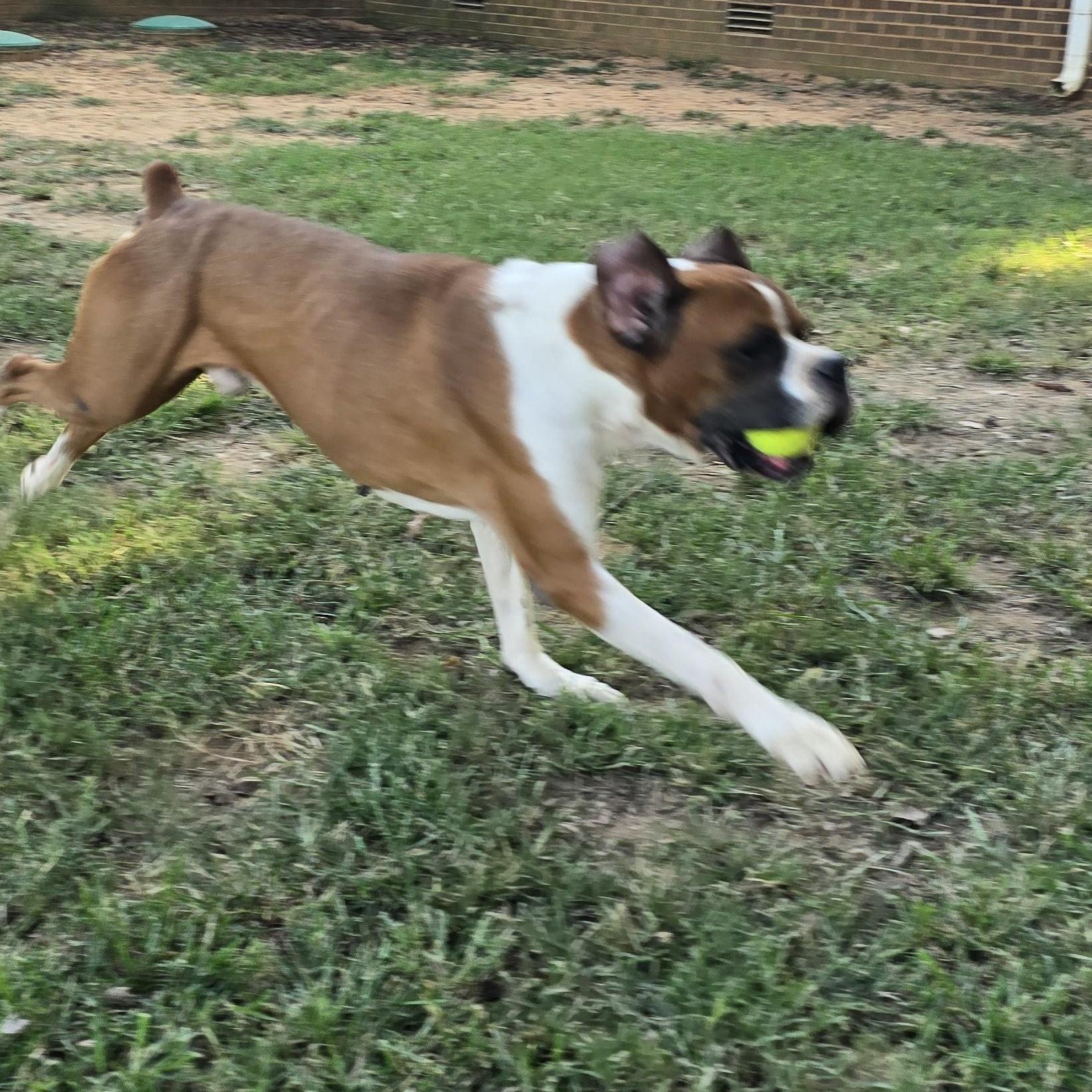 Enlarge Bruce - Foster Needed, a Adoptable Boxer in Middlesex, NJ image 2/5