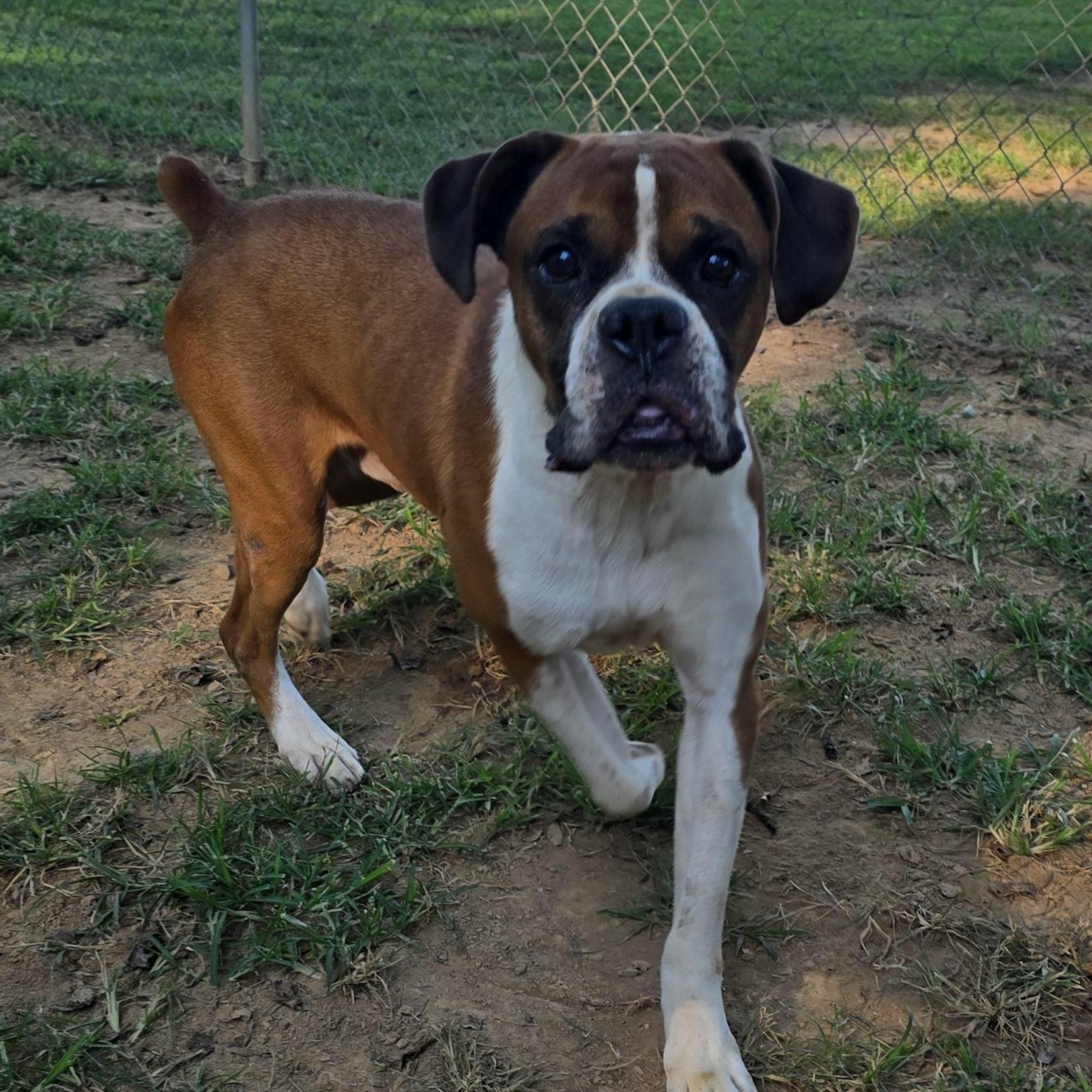 Bruce - Foster Needed, Adoptable, Adult Male Boxer.