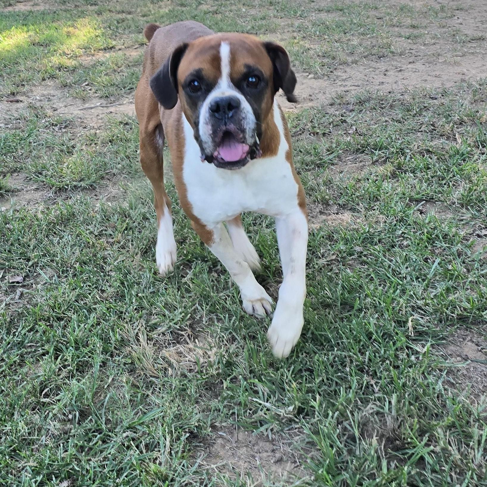 Enlarge Bruce - Foster Needed, a Adoptable Boxer in Middlesex, NJ image 4/5