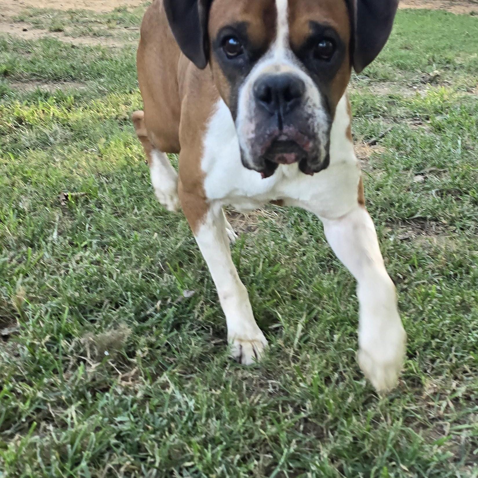 Enlarge Bruce - Foster Needed, a Adoptable Boxer in Middlesex, NJ image 3/5