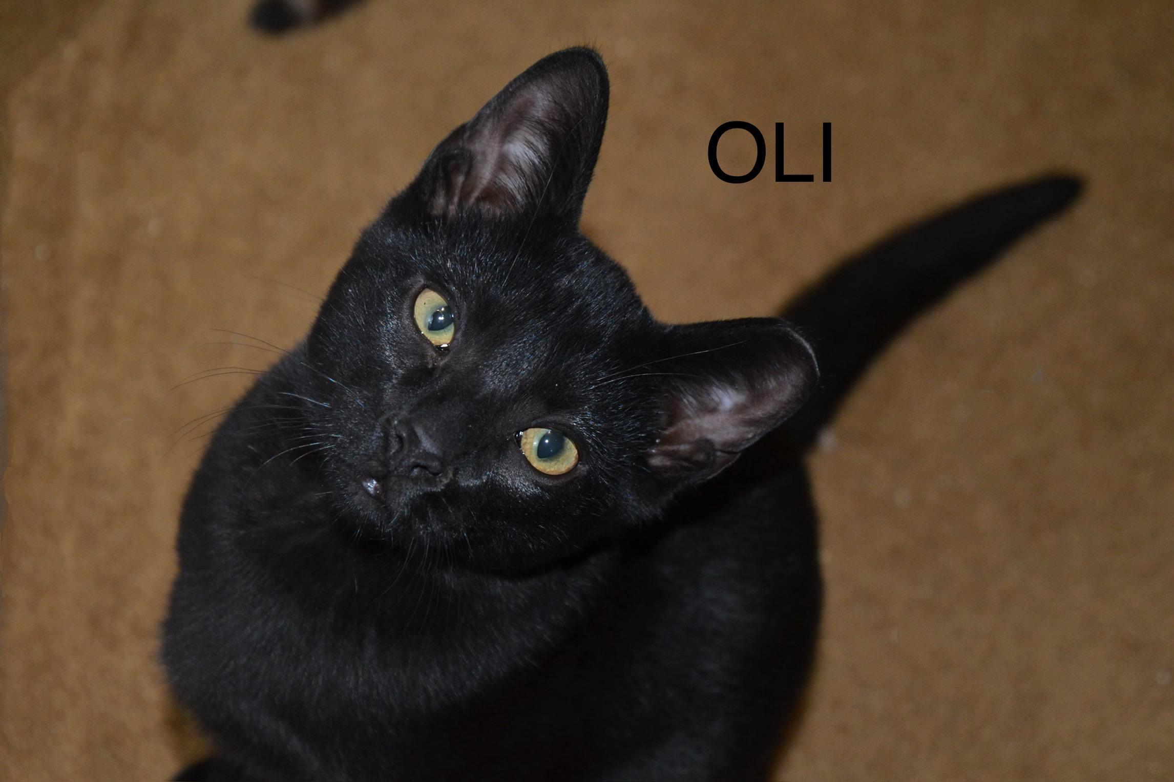 Enlarge Oli, a ADOPTABLE Domestic Short Hair in Cleveland, OH image 4/4