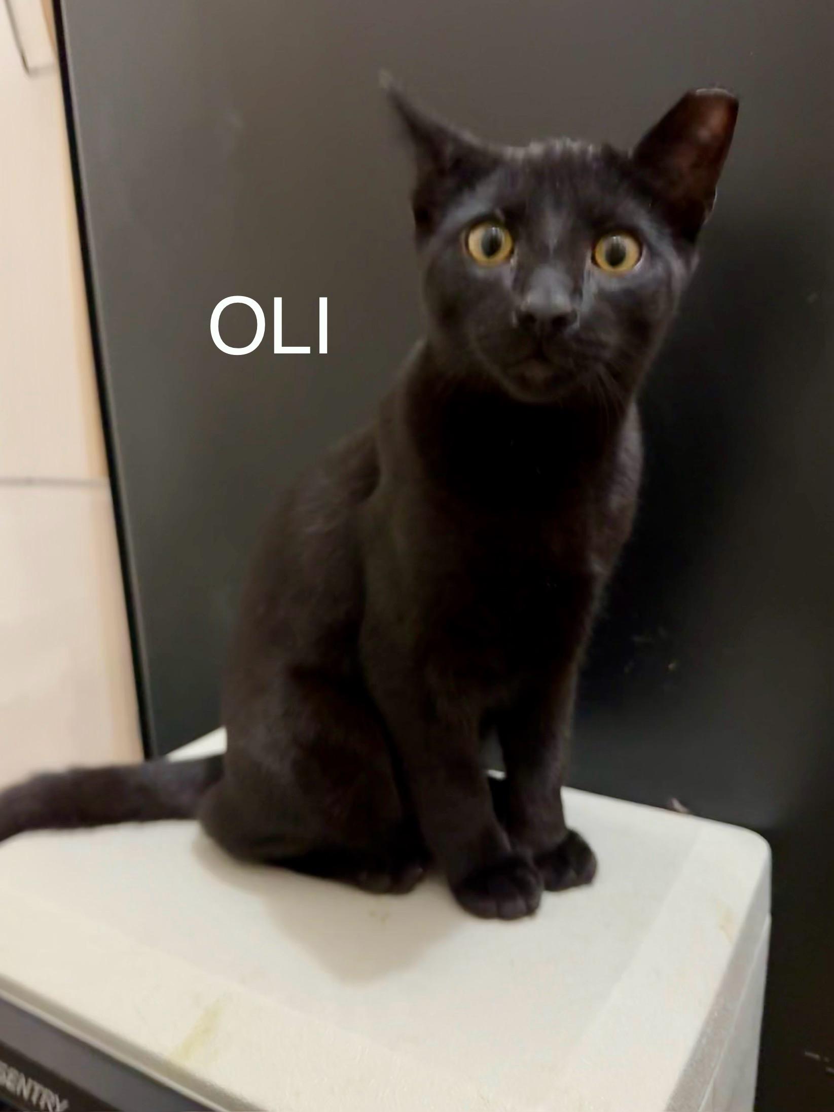 Enlarge Oli, a ADOPTABLE Domestic Short Hair in Cleveland, OH image 3/4