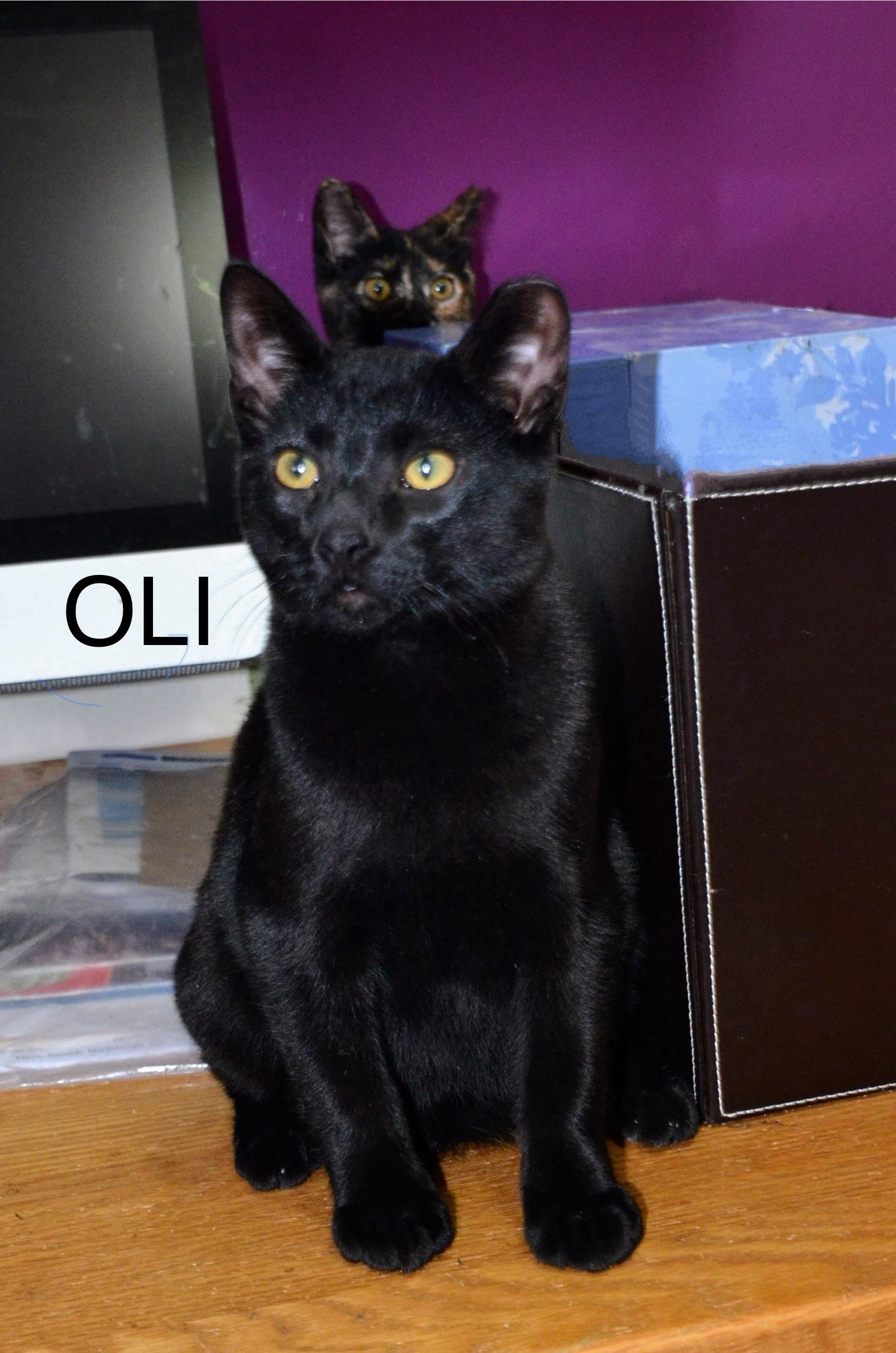 Oli, ADOPTABLE, Young Male Domestic Short Hair.