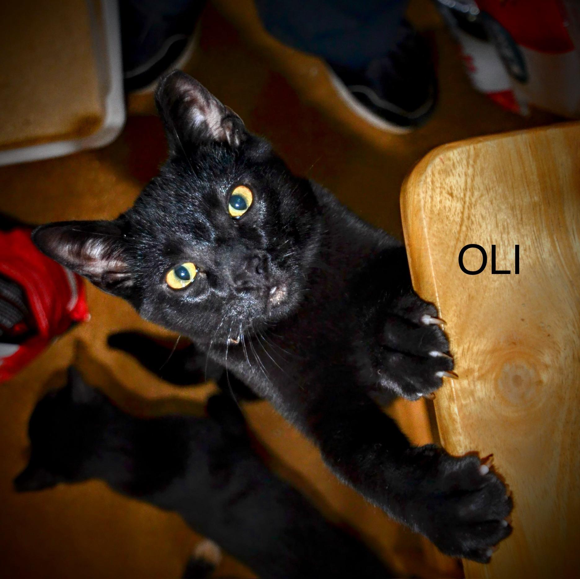 Enlarge Oli, a ADOPTABLE Domestic Short Hair in Cleveland, OH image 2/4