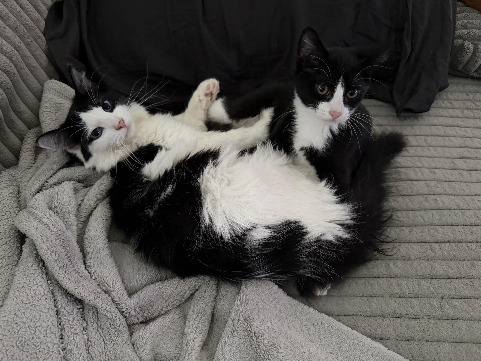 Enlarge Moo Moo (w/ Yo-Yo), a Adoptable Domestic Medium Hair in Stewartsville, NJ image 1/3