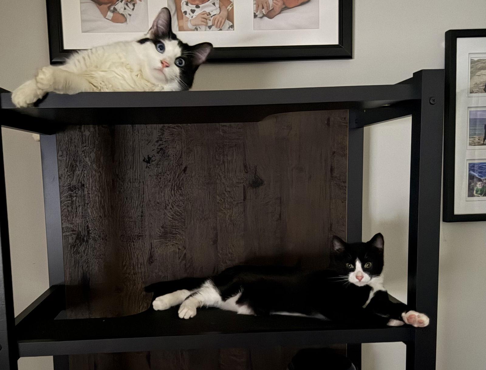 Enlarge Moo Moo (w/ Yo-Yo), a Adoptable Domestic Medium Hair in Stewartsville, NJ image 2/3