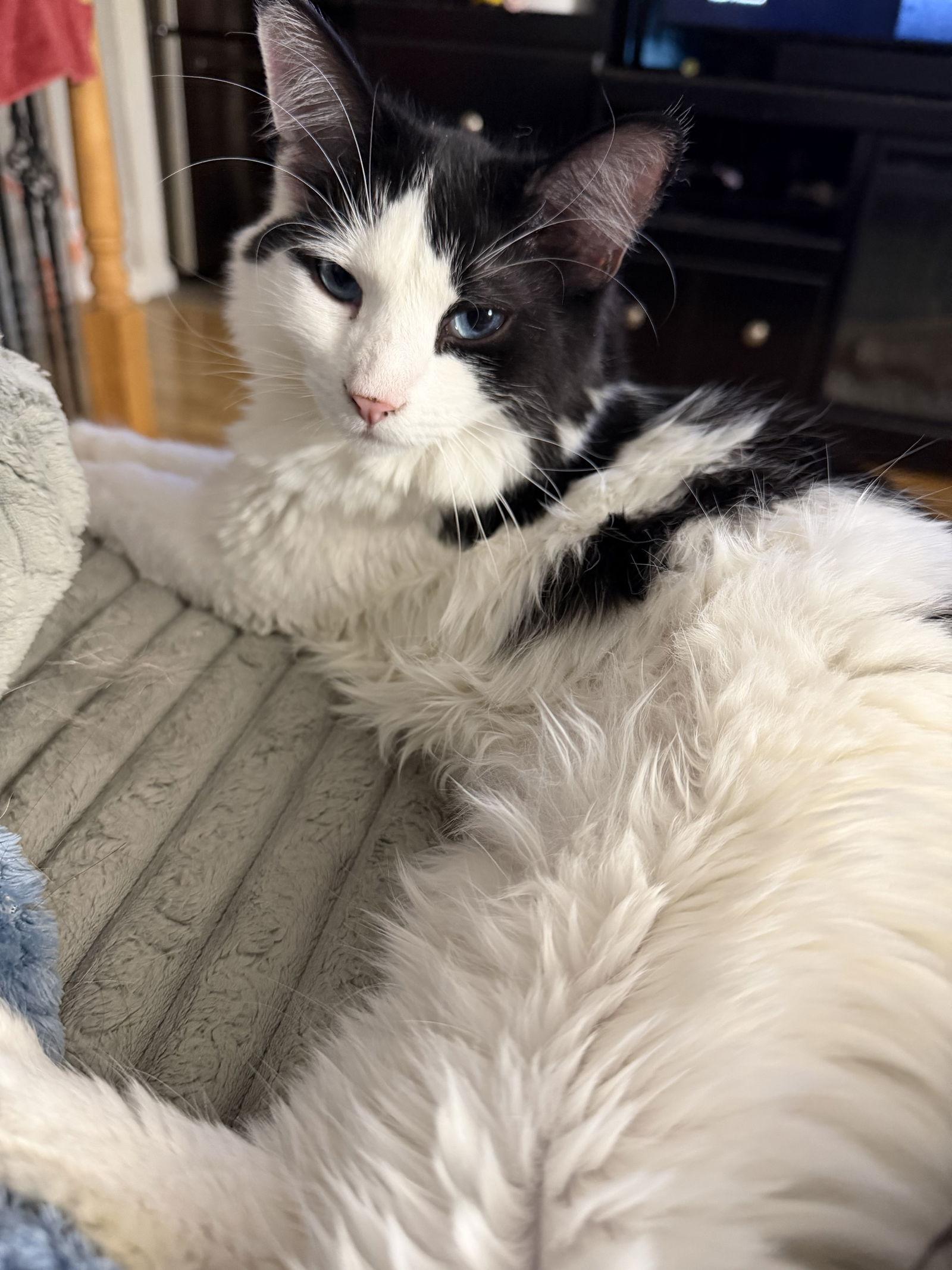 Enlarge Moo Moo (w/ Yo-Yo), a Adoptable Domestic Medium Hair in Stewartsville, NJ image 3/3