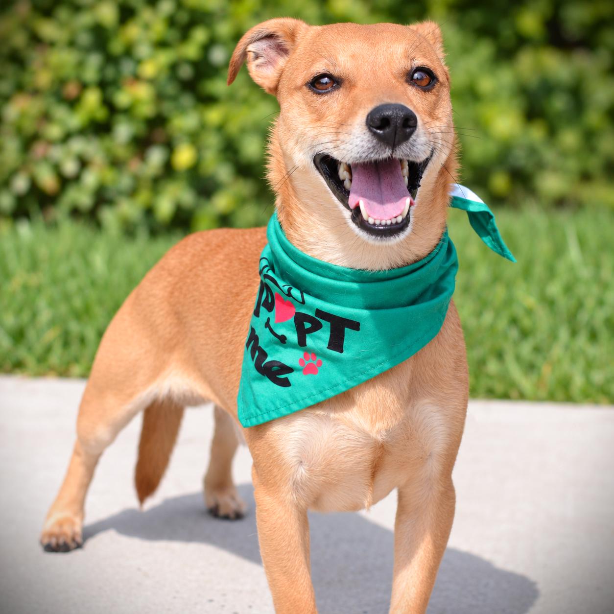 Enlarge Biscuit, a Adoptable mixed breed in Amsterdam, NY image 1/4