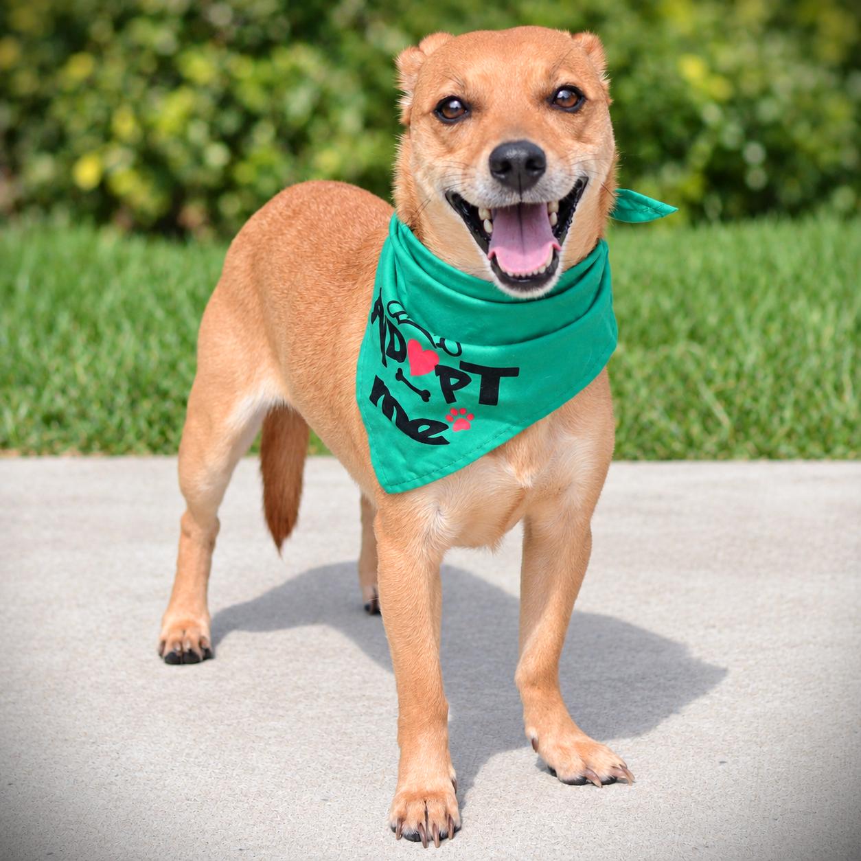 Enlarge Biscuit, a Adoptable mixed breed in Amsterdam, NY image 2/4