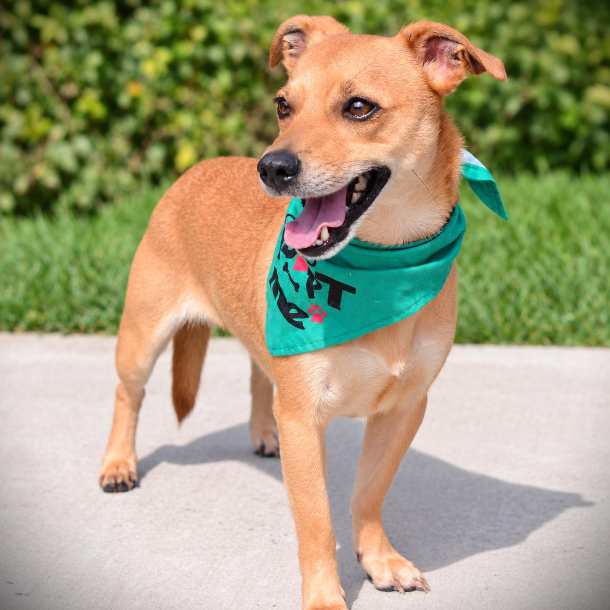 Enlarge Biscuit, a Adoptable mixed breed in Amsterdam, NY image 4/4