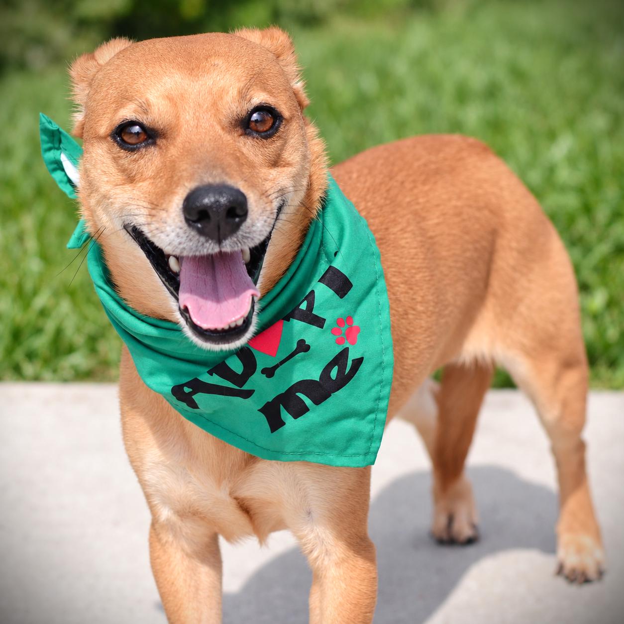Enlarge Biscuit, a Adoptable mixed breed in Amsterdam, NY image 3/4