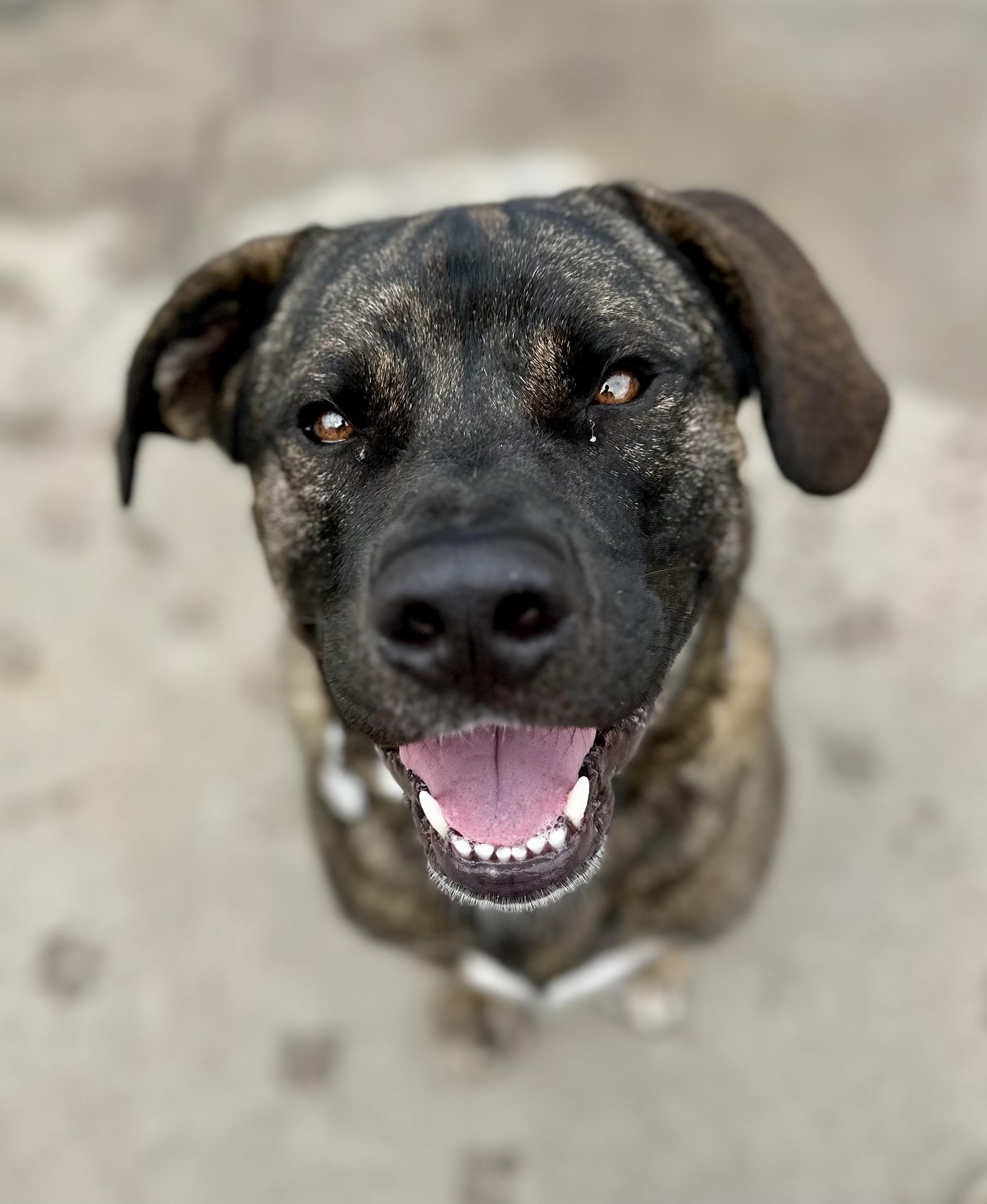 Enlarge Max 0123, a Adoptable mixed breed in Sonora, CA image 2/6