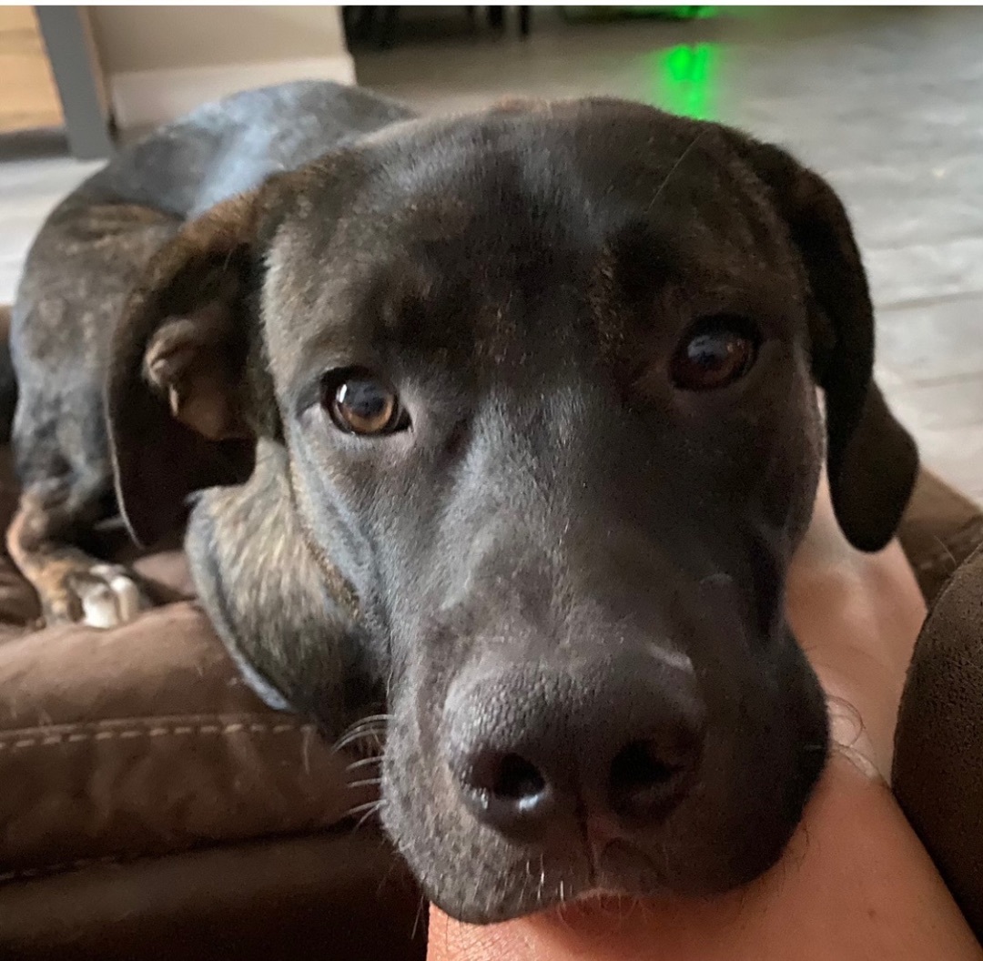 Enlarge Max 0123, a Adoptable mixed breed in Sonora, CA image 3/6