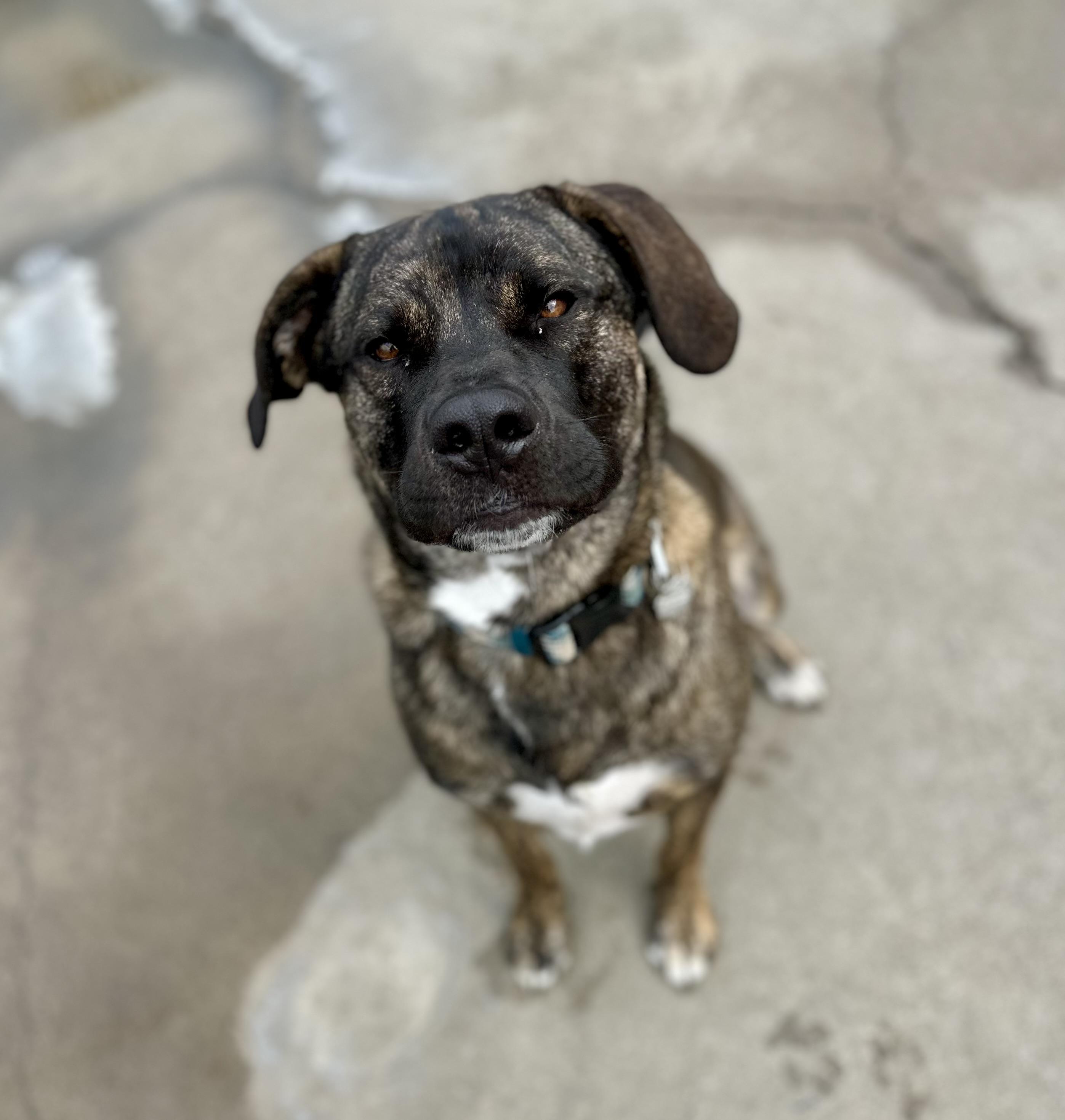 Enlarge Max 0123, a Adoptable mixed breed in Sonora, CA image 5/6