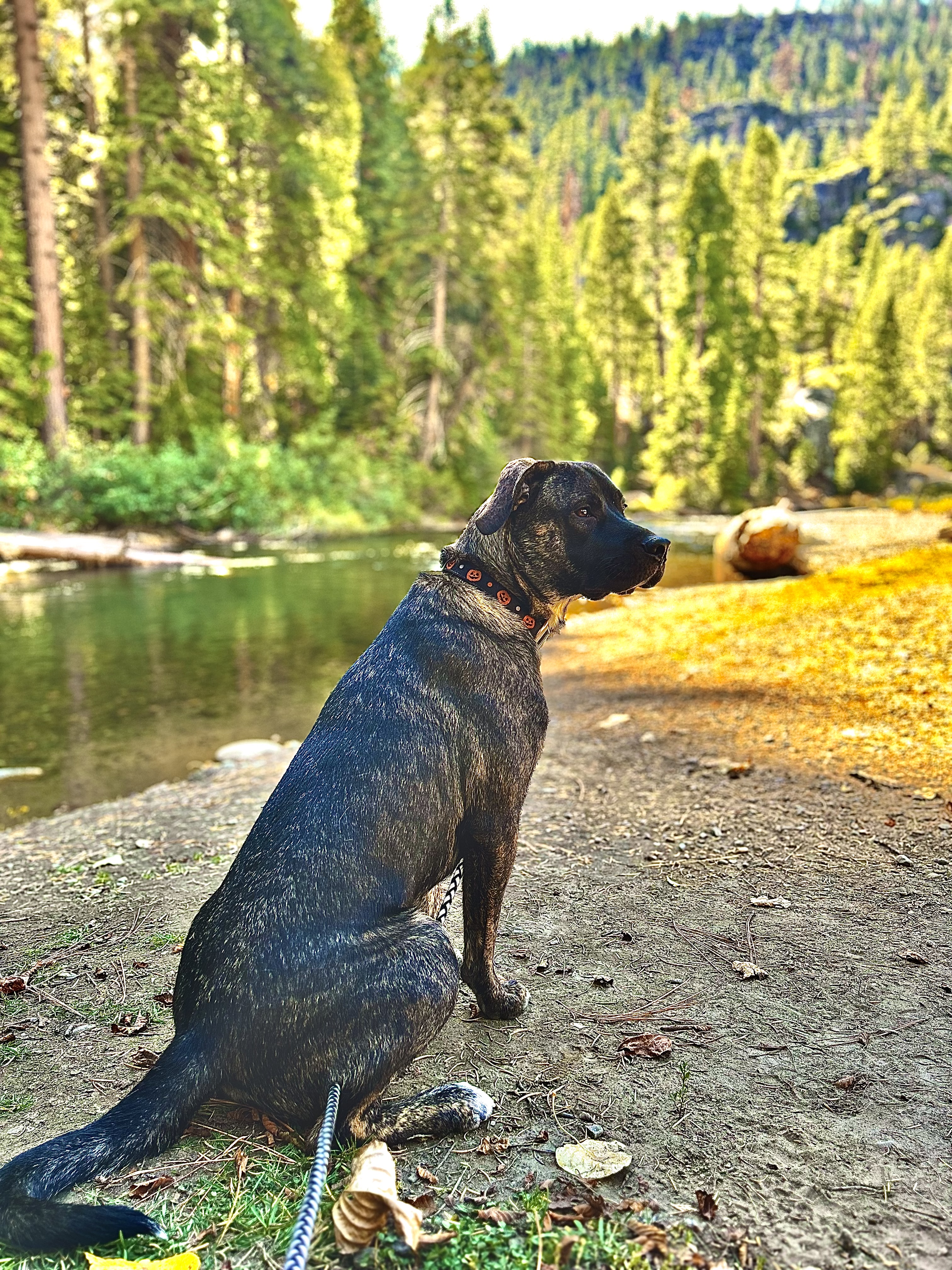 Enlarge Max 0123, a Adoptable mixed breed in Sonora, CA image 4/6