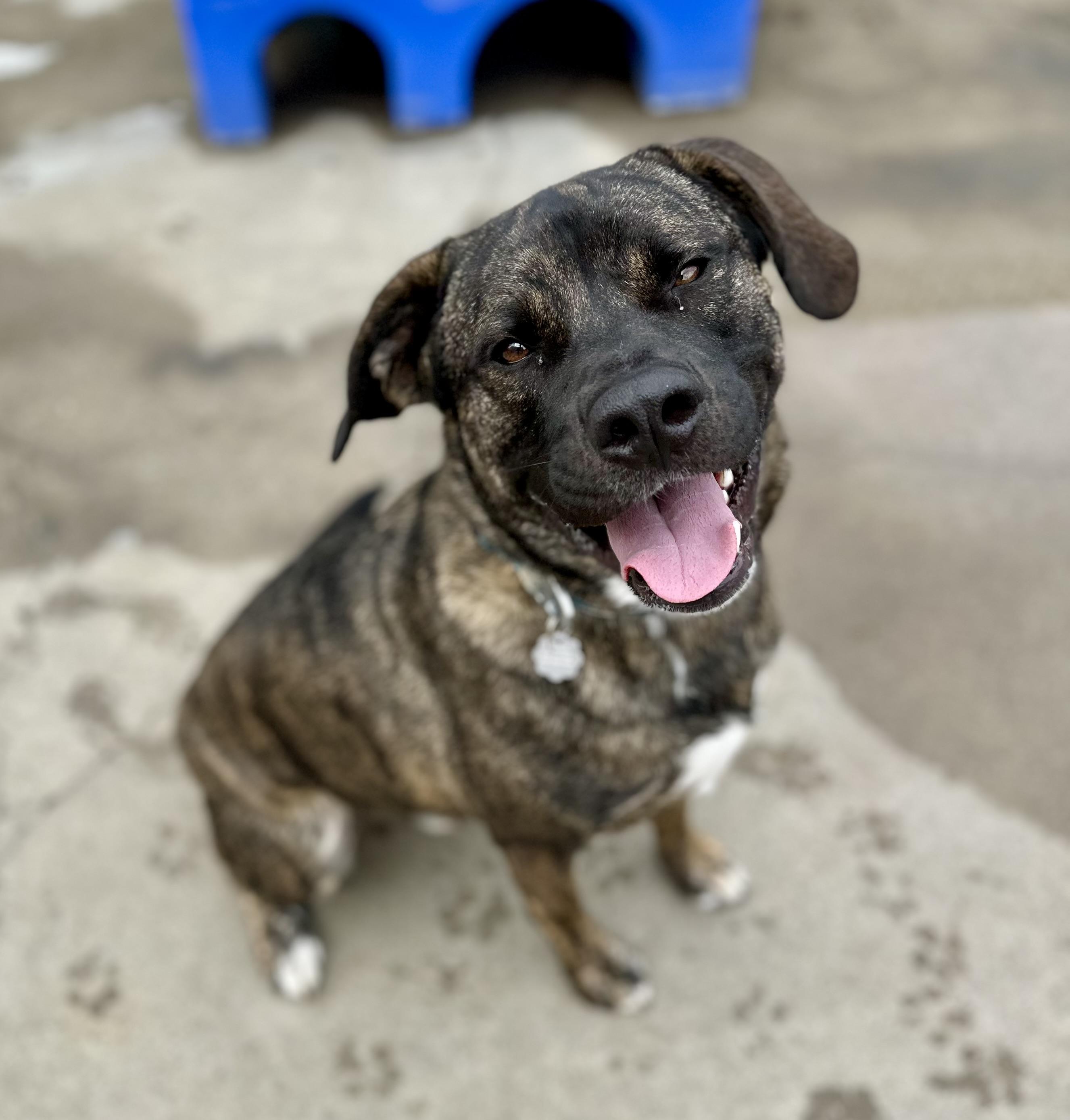 Enlarge Max 0123, a Adoptable mixed breed in Sonora, CA image 1/6