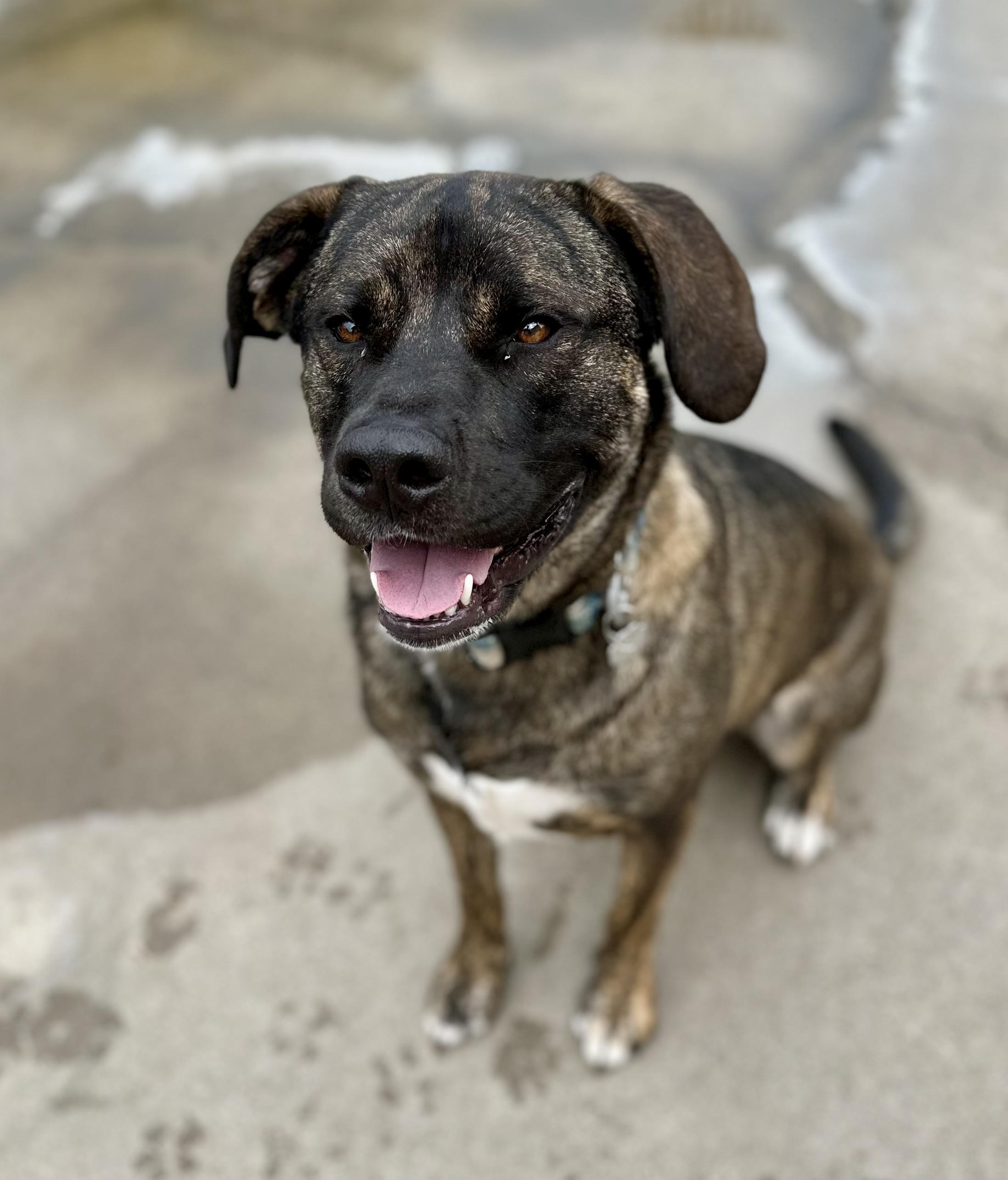 Enlarge Max 0123, a Adoptable mixed breed in Sonora, CA image 6/6