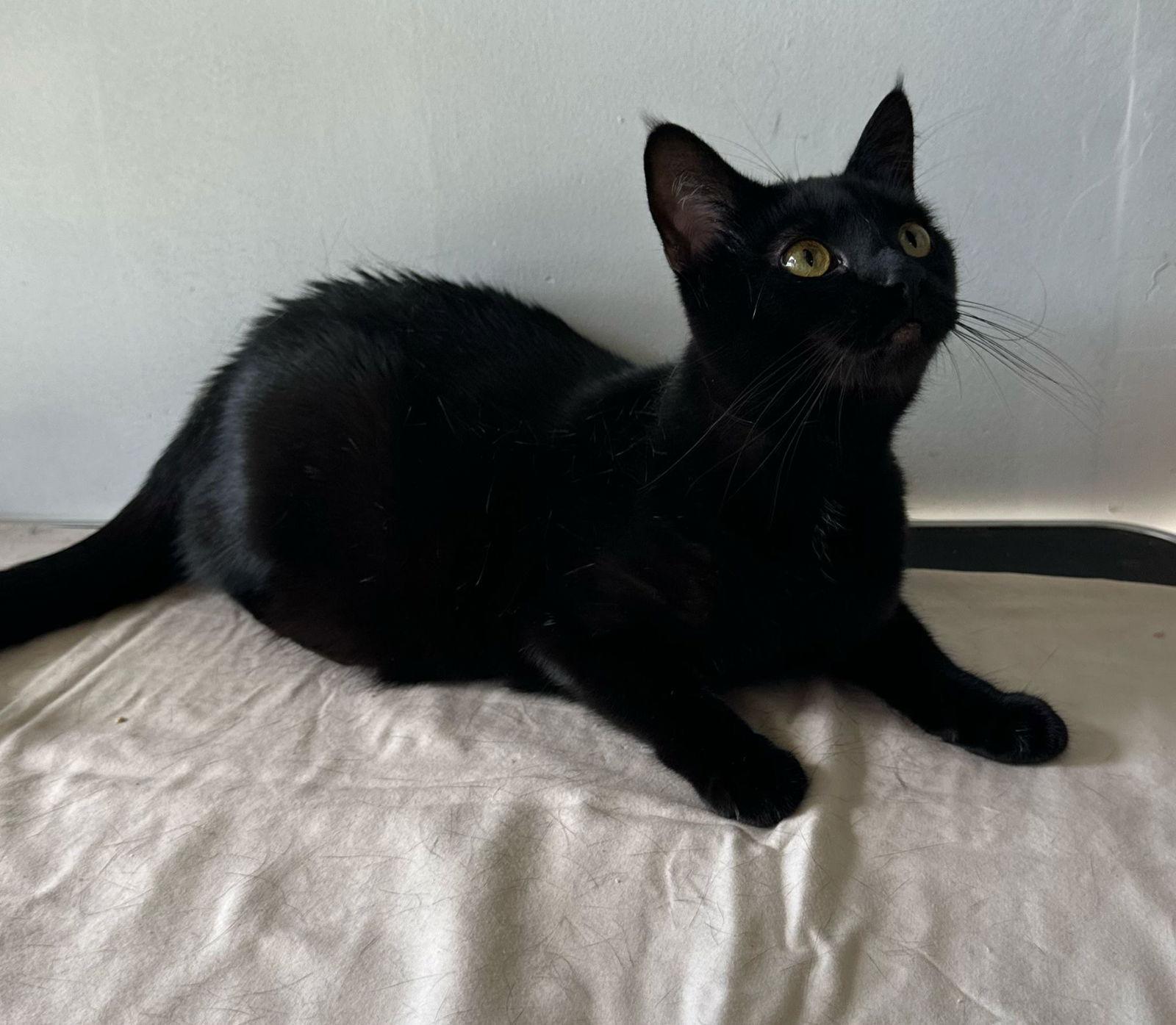 Enlarge NALARY, a Adoptable Domestic Short Hair in Margate, FL image 1/3