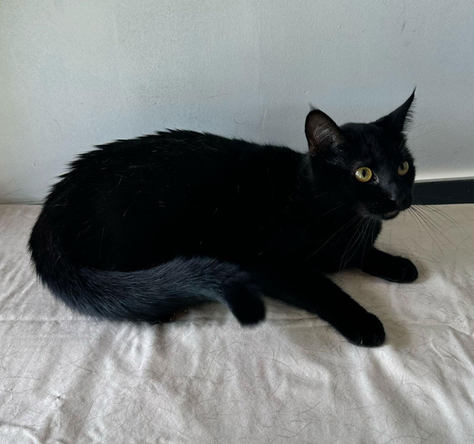 Enlarge NALARY, a Adoptable Domestic Short Hair in Margate, FL image 2/3