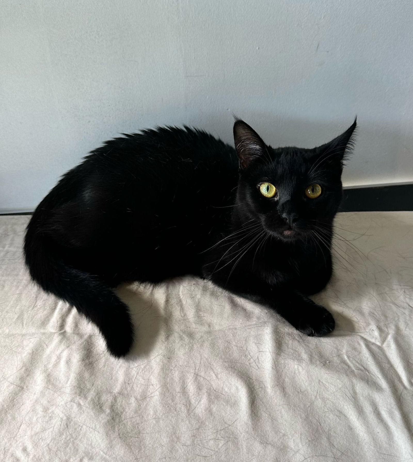 Enlarge NALARY, a Adoptable Domestic Short Hair in Margate, FL image 3/3